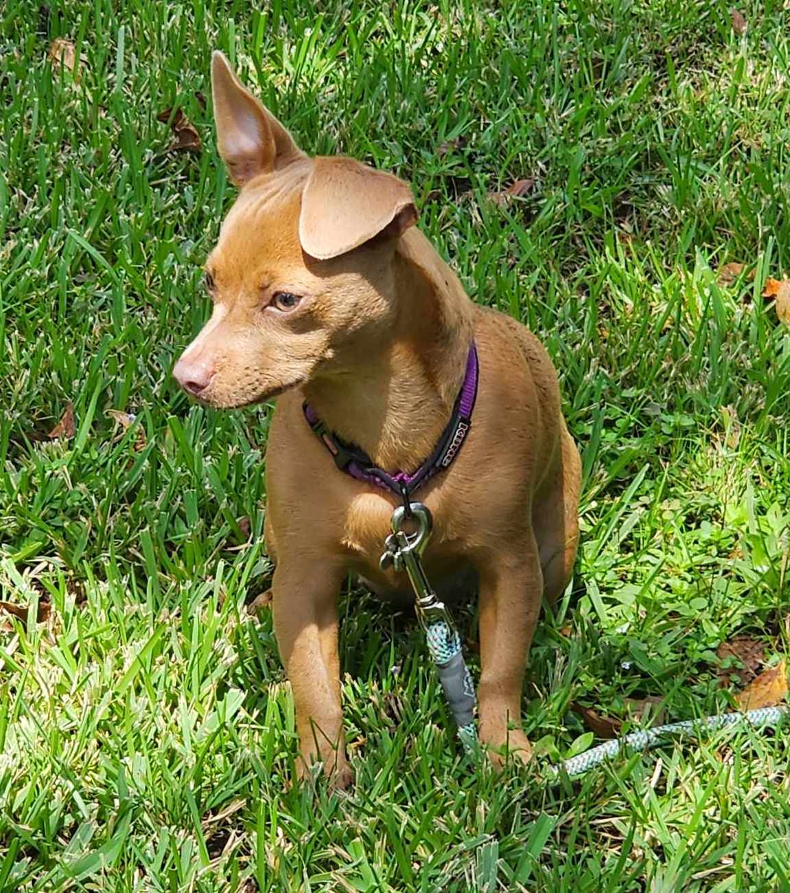 JellyBean, Adopted, Young Female Chihuahua & Dachshund.