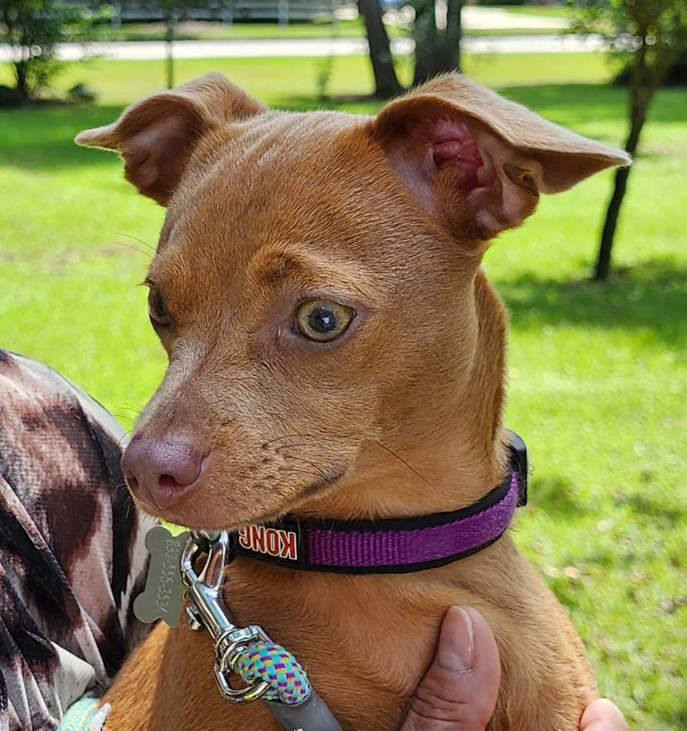 JellyBean, a Adopted mixed breed in Baytown, TX image 3/5
