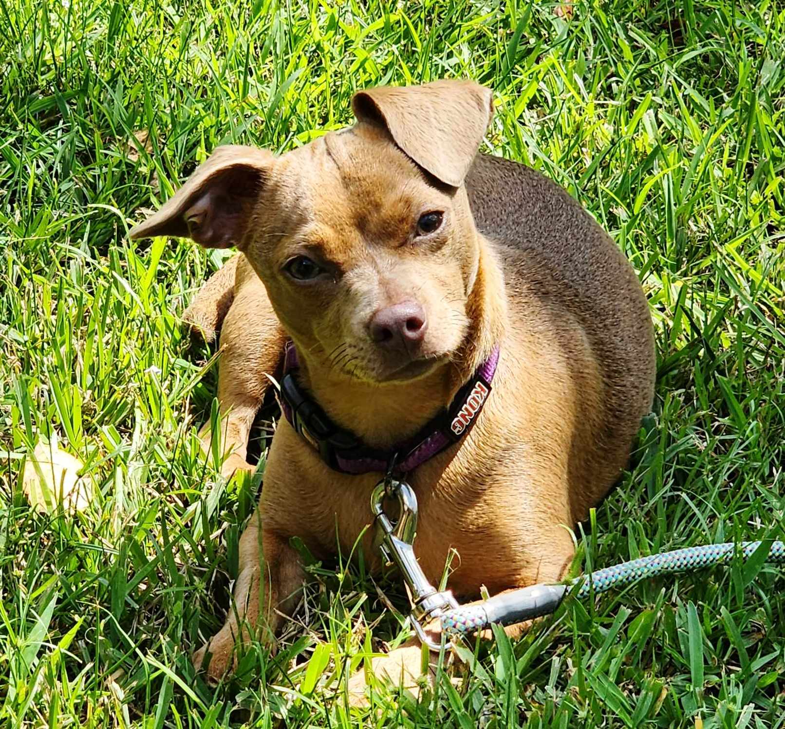 JellyBean, a Adopted mixed breed in Baytown, TX image 4/5