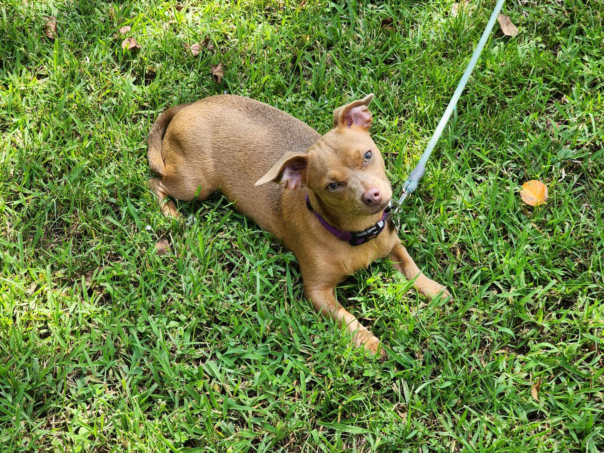 JellyBean, a Adopted mixed breed in Baytown, TX image 5/5