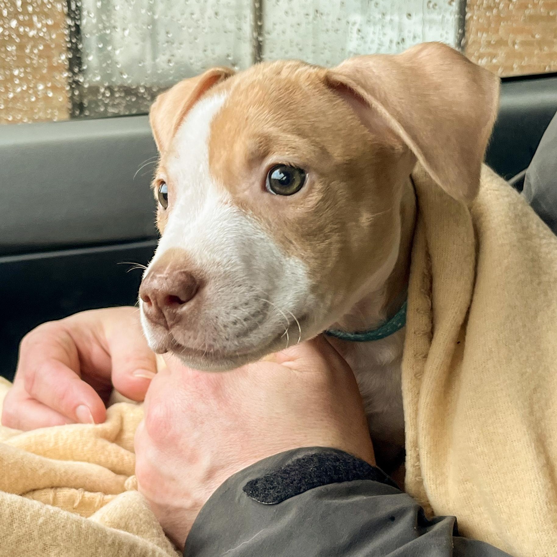 Enlarge GOOSE- Needs a forever home, an adopted mixed breed in Birmingham, MI image 5/6