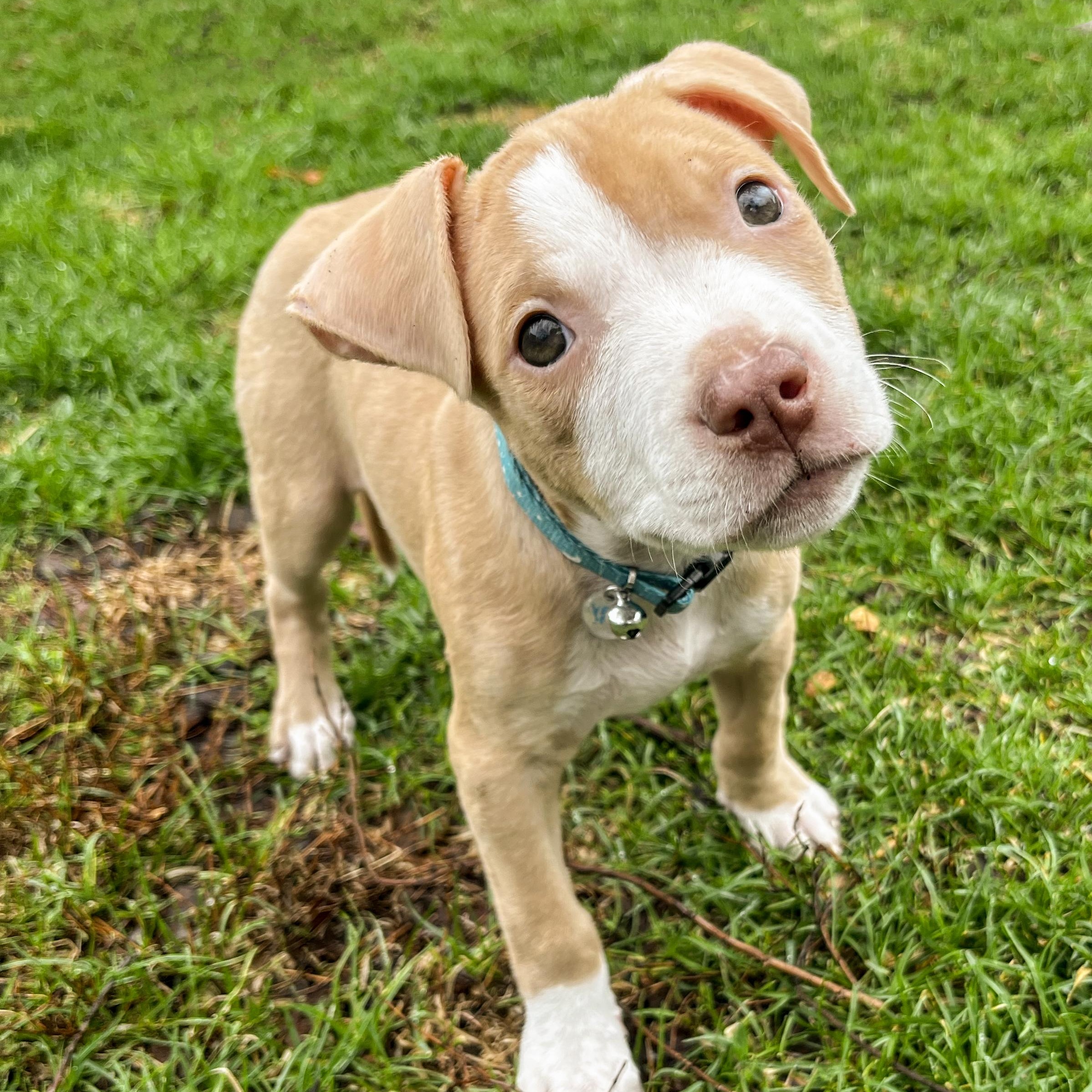 Enlarge GOOSE- Needs a forever home, an adopted mixed breed in Birmingham, MI image 3/6