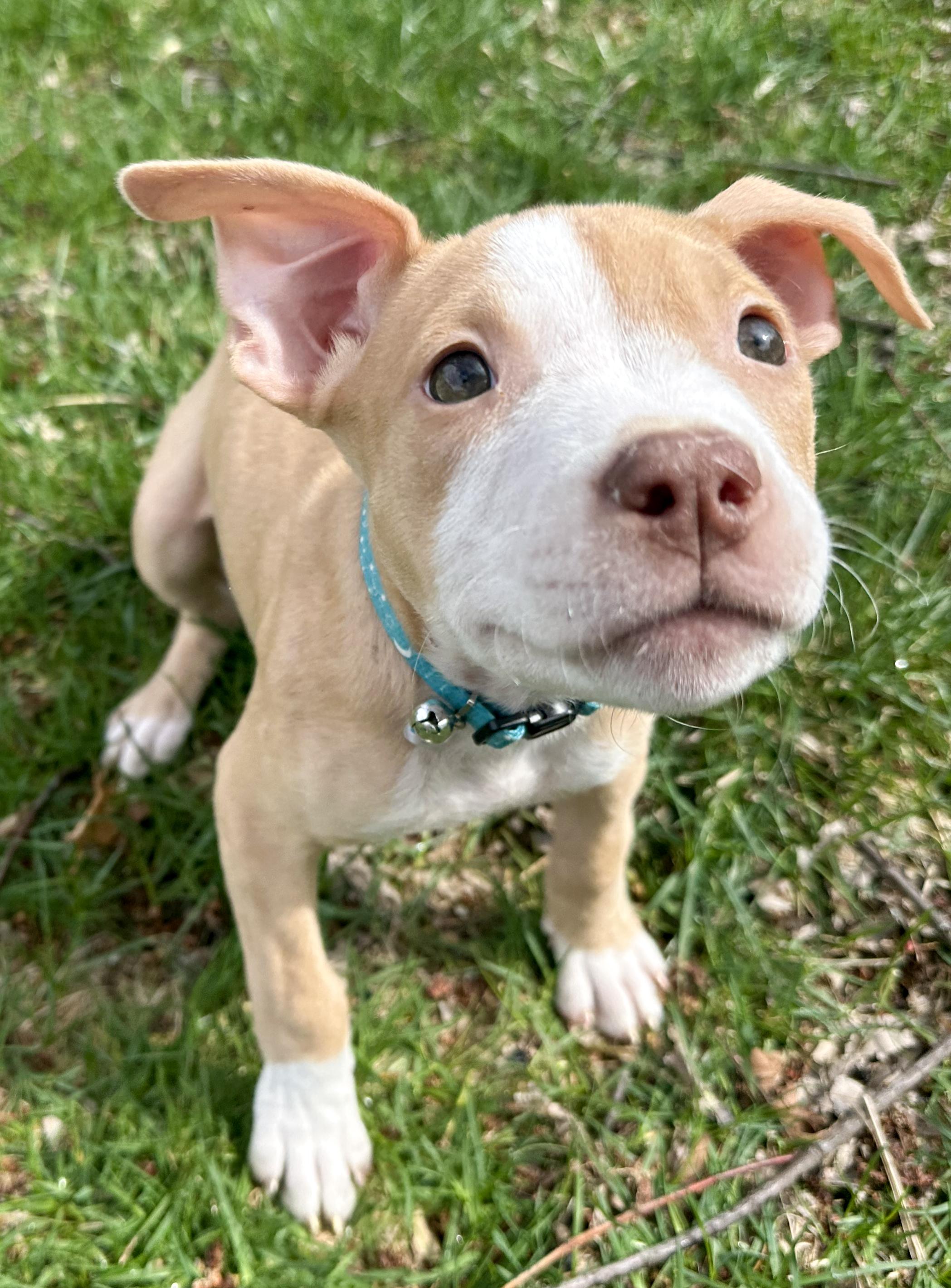 Enlarge GOOSE- Needs a forever home, an adopted mixed breed in Birmingham, MI image 6/6