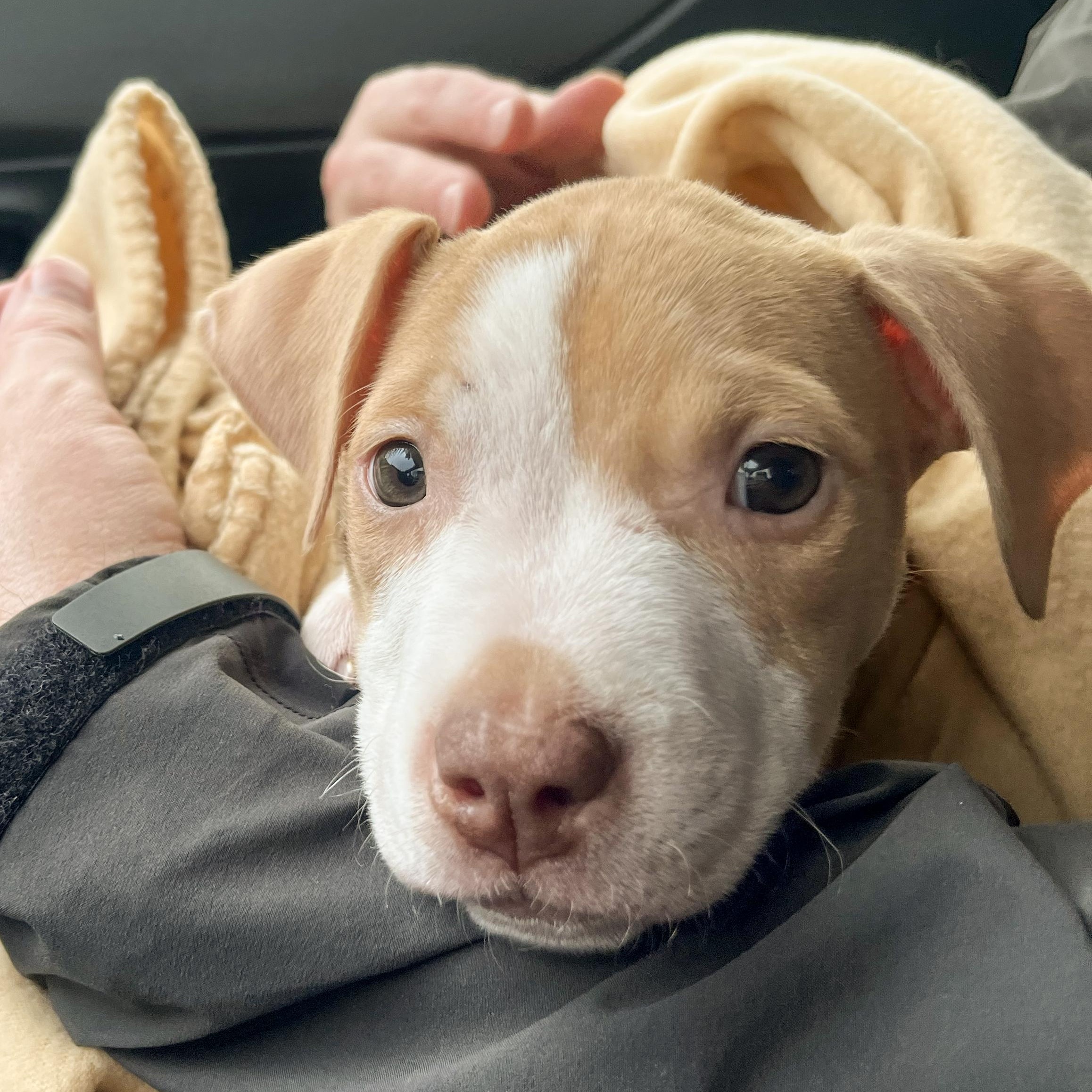 Enlarge GOOSE- Needs a forever home, an adopted mixed breed in Birmingham, MI image 4/6