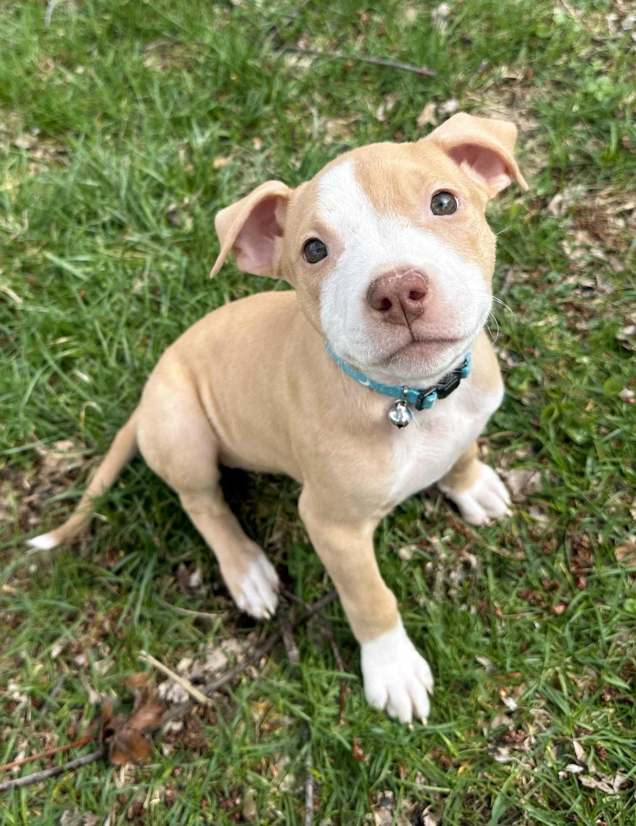 Enlarge GOOSE- Needs a forever home, an adopted mixed breed in Birmingham, MI image 2/6