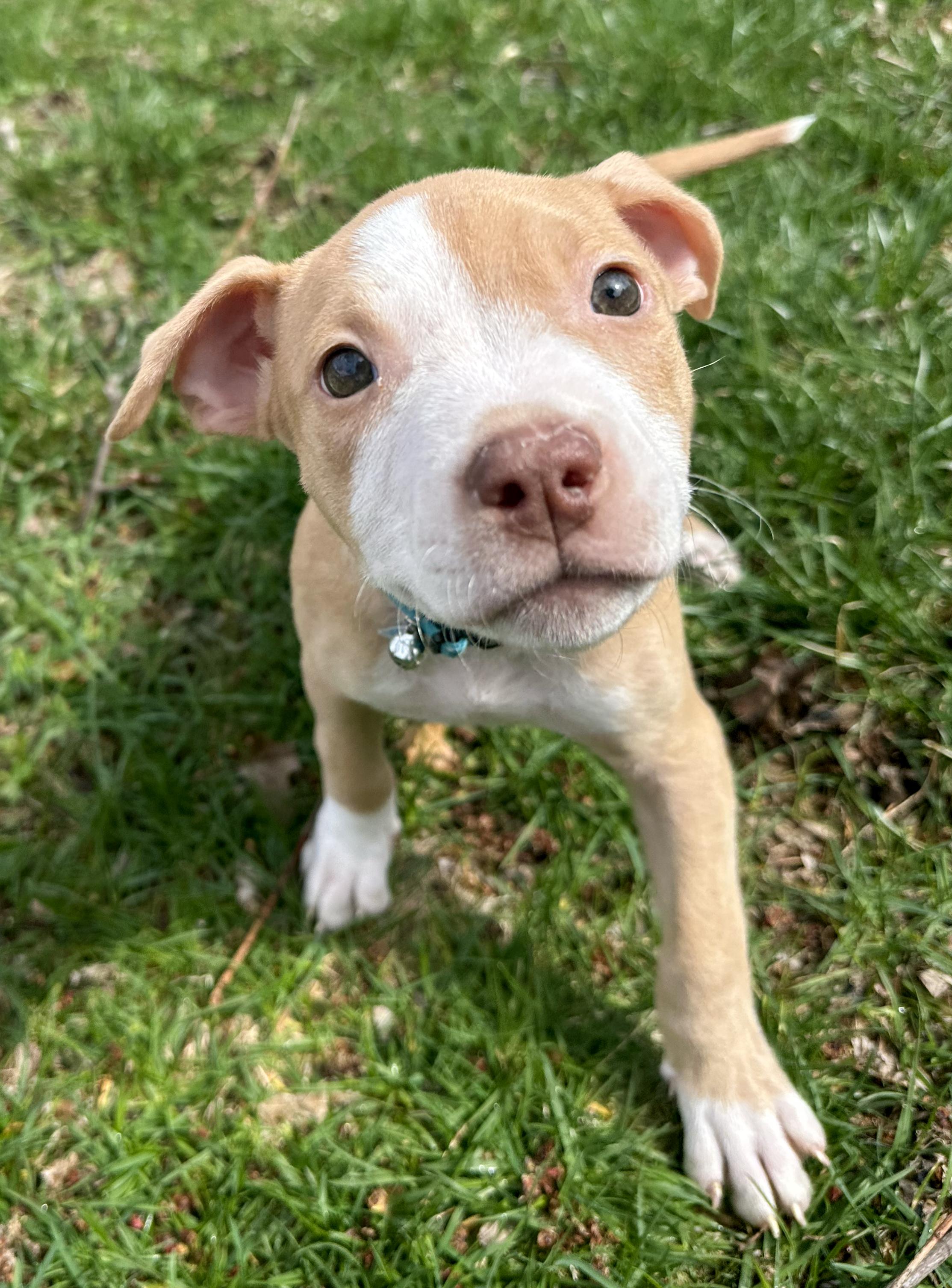 GOOSE- Needs a forever home, adopted, Puppy Female Terrier.