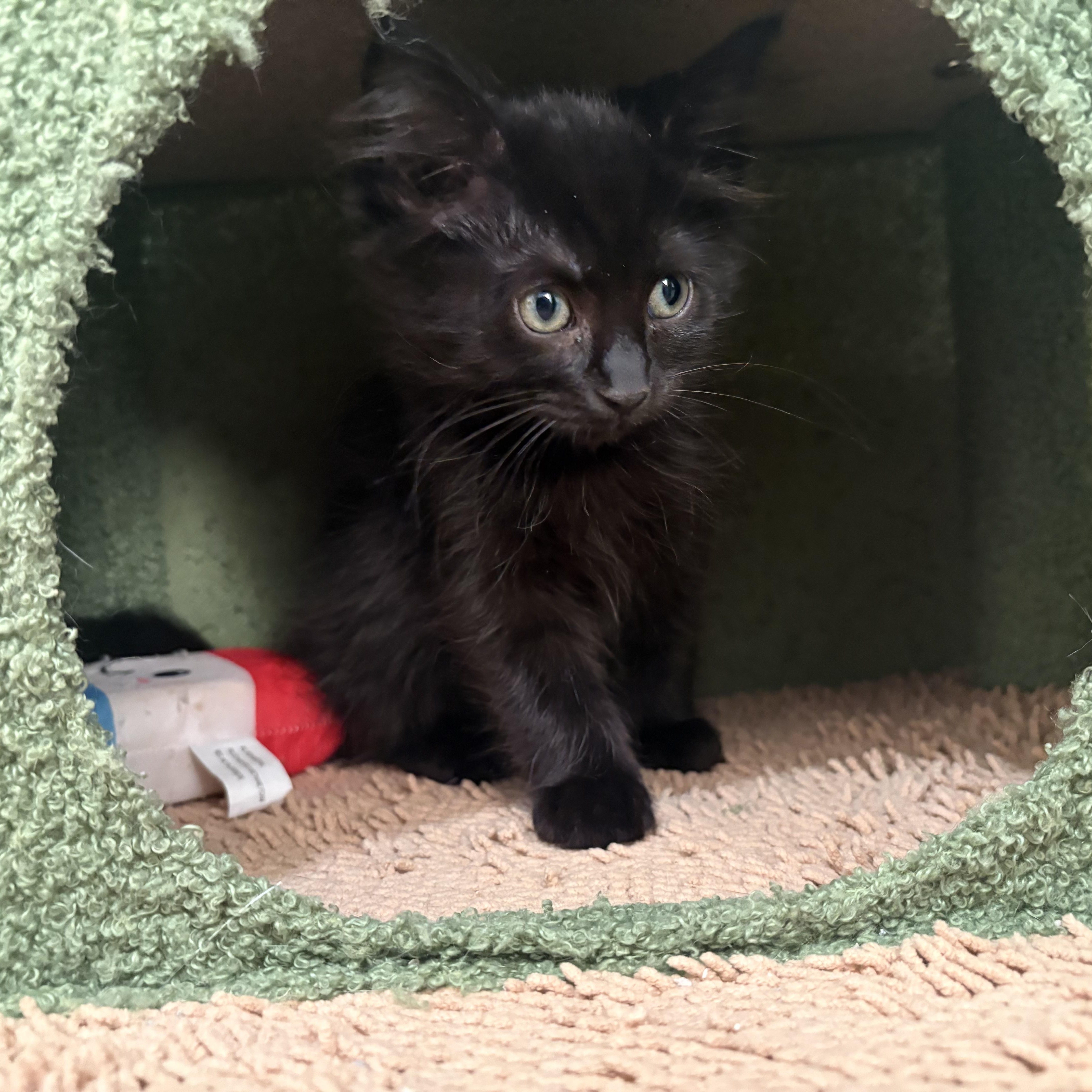 Raven, ADOPTABLE, Kitten Female Domestic Medium Hair.