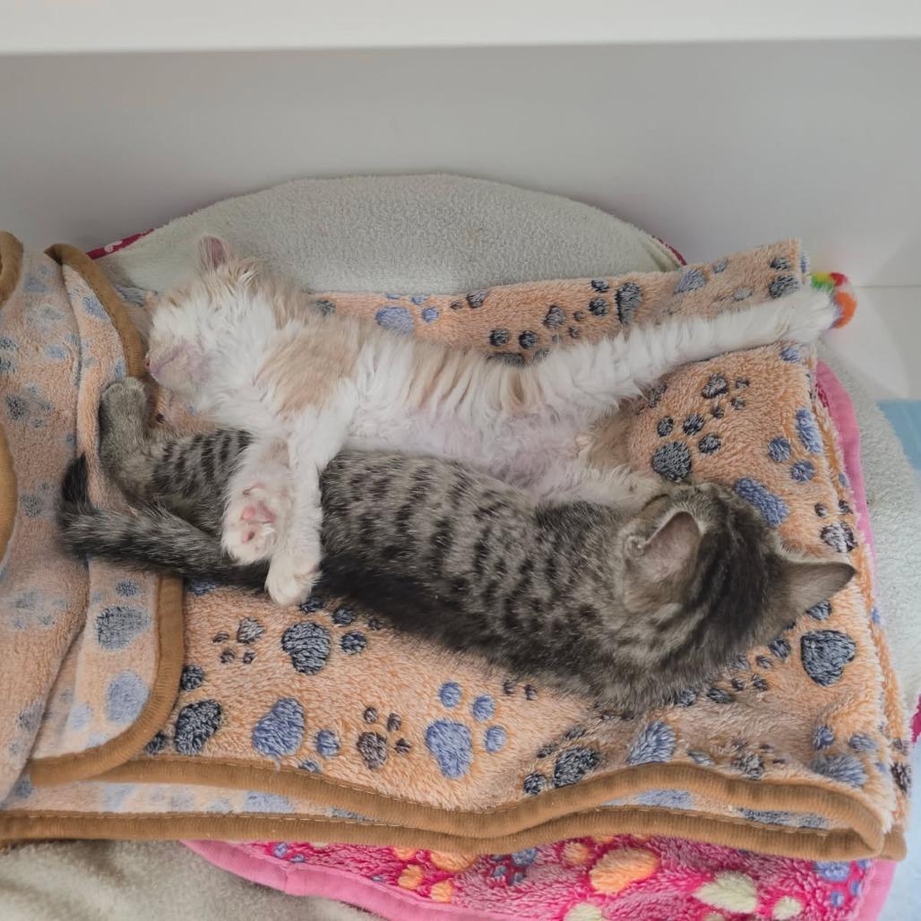 Tilly, Adoptable, Kitten Female Domestic Short Hair.