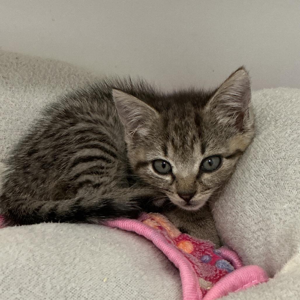 Tilly, a Adoptable Domestic Short Hair in Elizabeth City, NC image 2/3