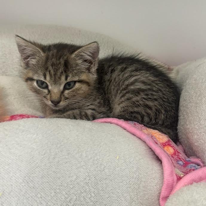 Enlarge Tilly, a Adoptable Domestic Short Hair in Elizabeth City, NC image 3/3