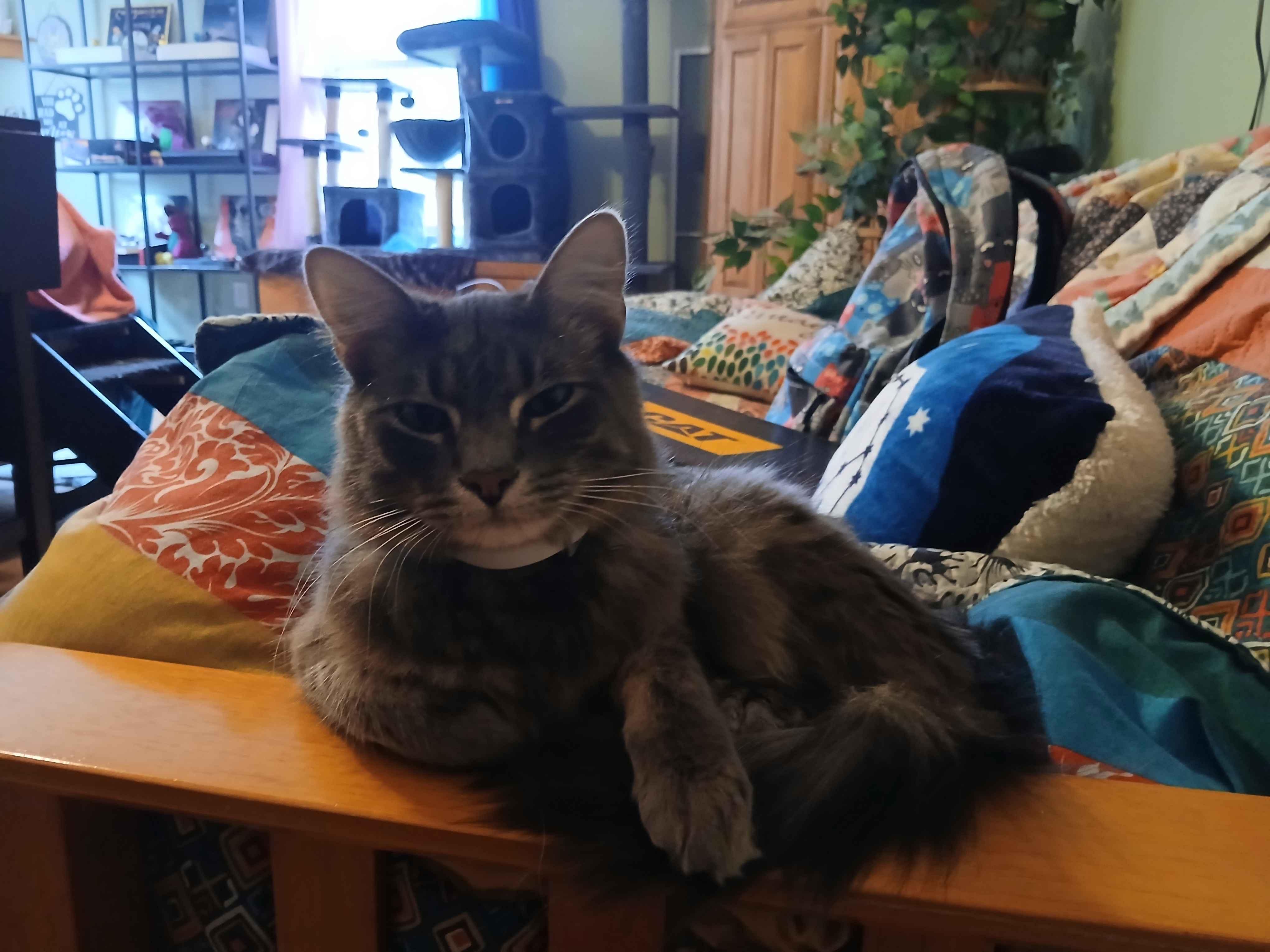 Valentine & Midnight- BONDED PAIR, Adoptable, Young Male Tabby & Bombay.