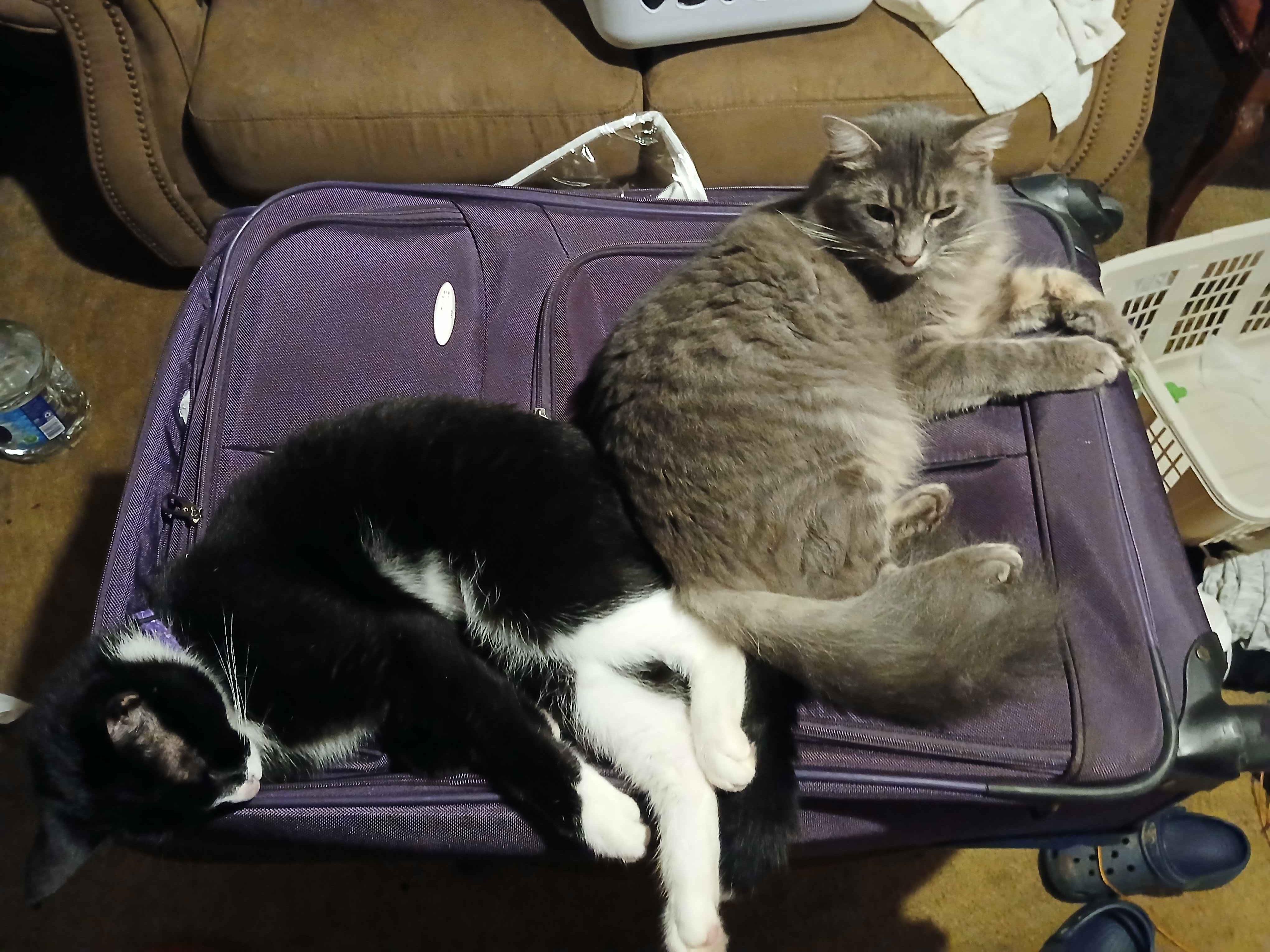 Enlarge Valentine & Midnight- BONDED PAIR, a Adoptable mixed breed in Hartford, CT image 2/3