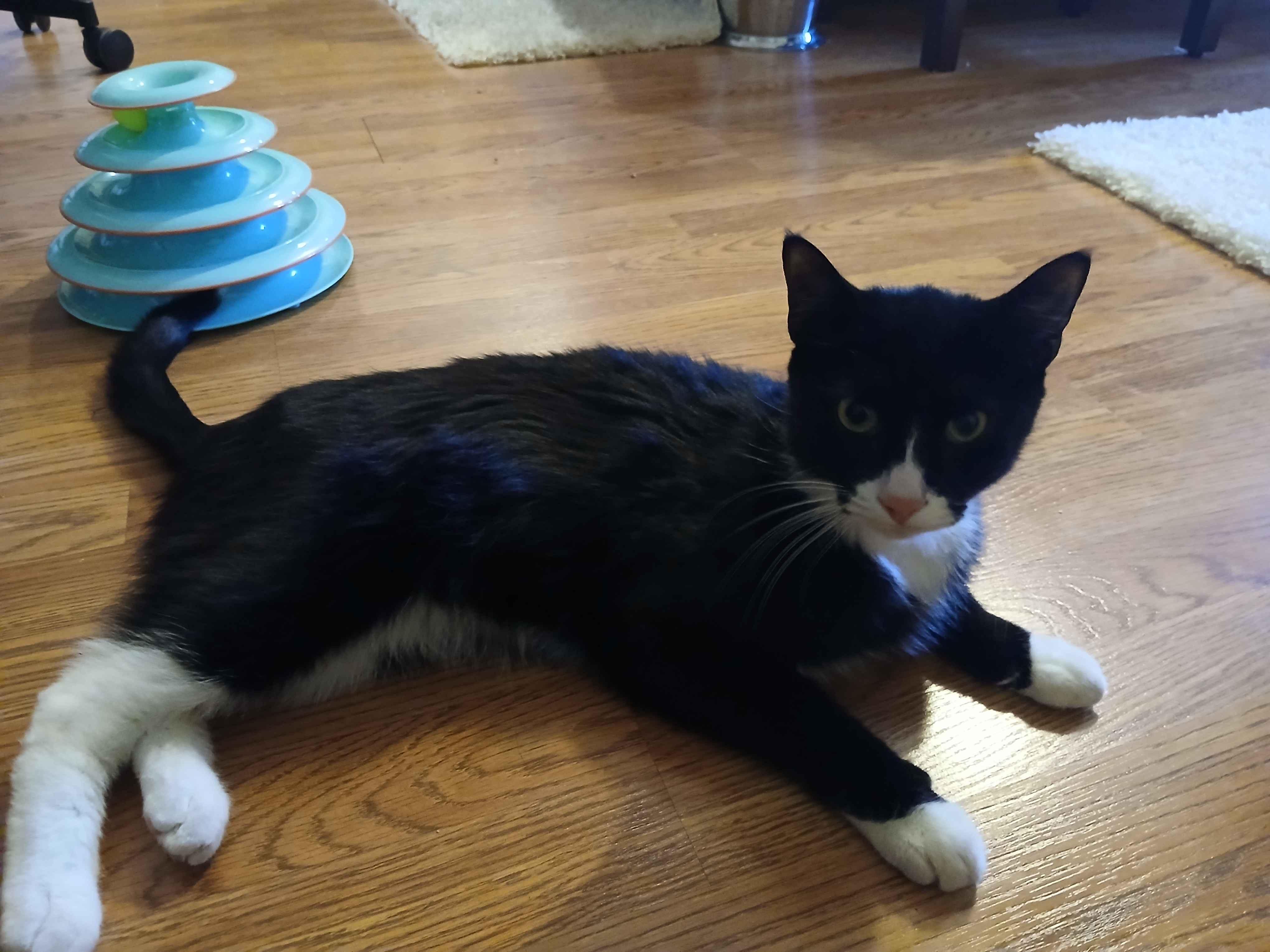 Enlarge Valentine & Midnight- BONDED PAIR, a Adoptable mixed breed in Hartford, CT image 3/3