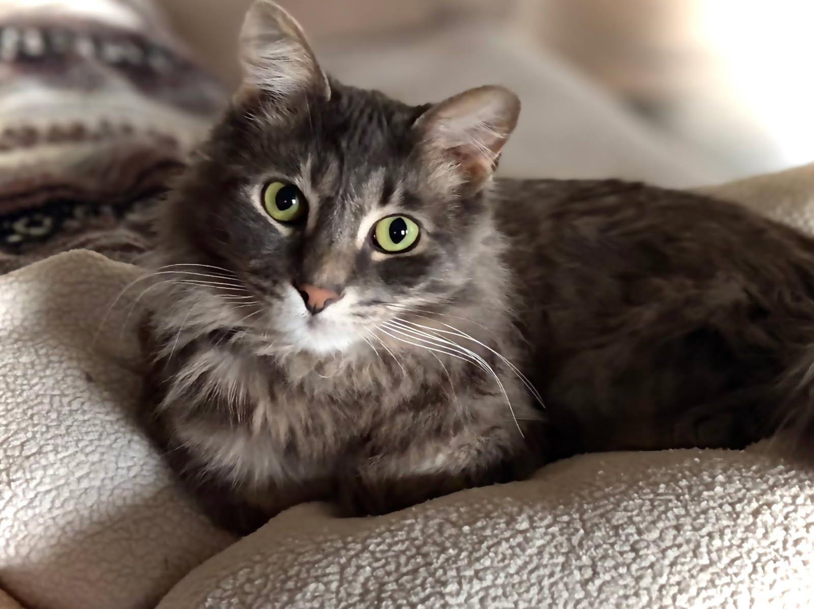 Valentine & Midnight- BONDED PAIR, a Adoptable mixed breed in Hartford, CT image 1/5