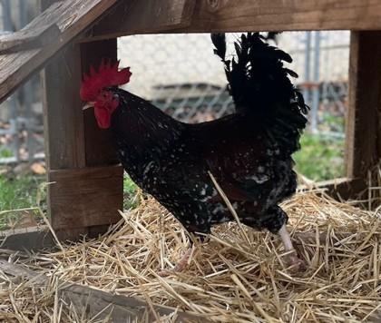 Enlarge Tiberius, a Adoptable Chicken in Eugene, OR image 1/1