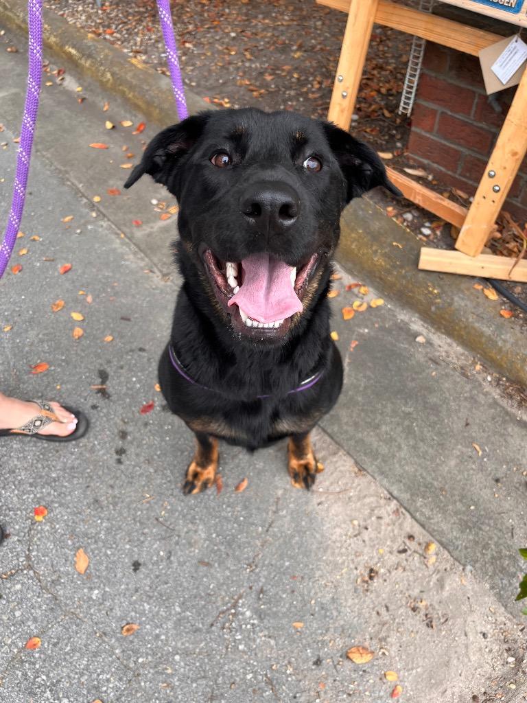 CoCo, Adoptable, Young Female Rottweiler & German Shepherd Dog.