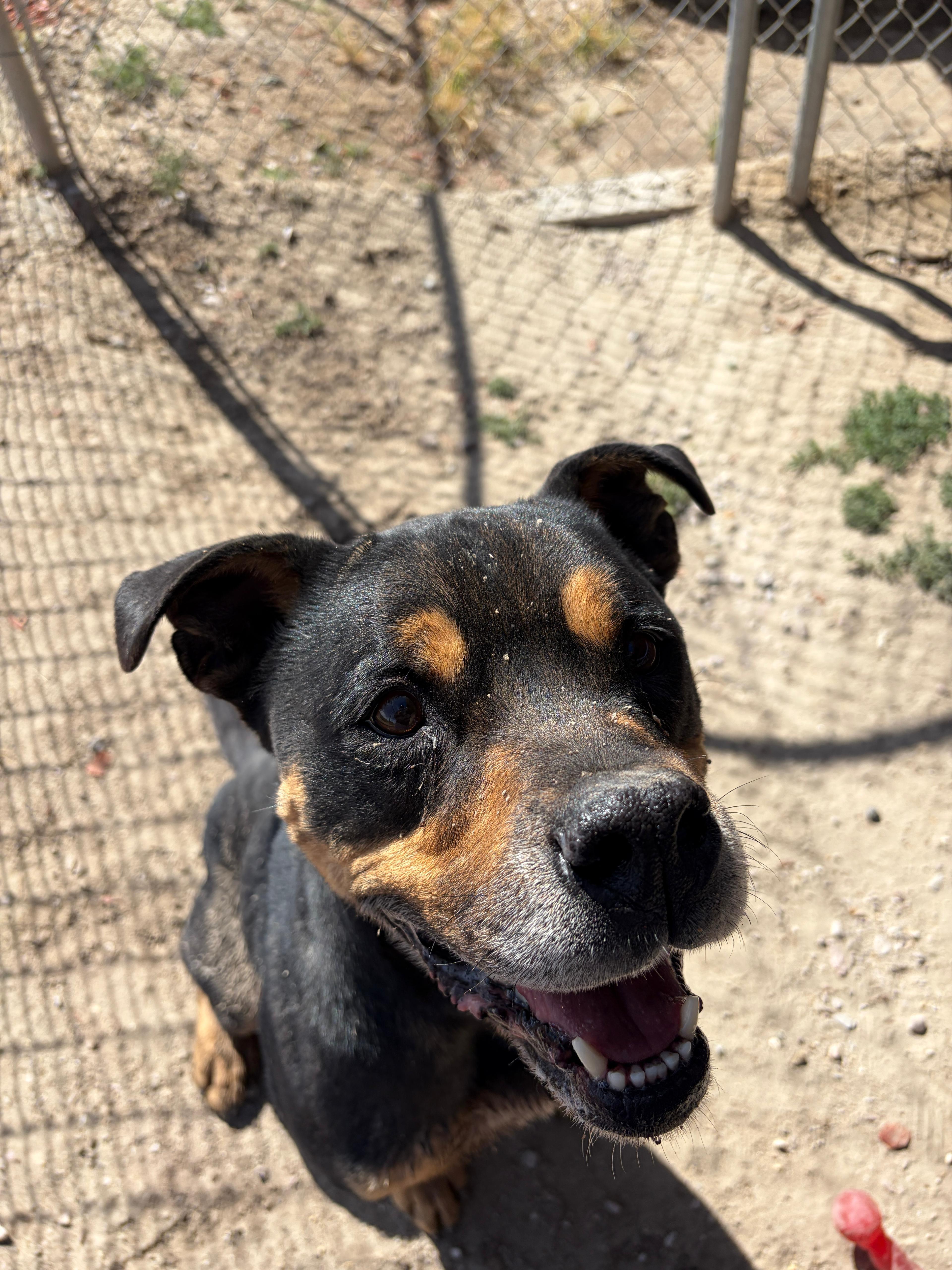 Enlarge Chunky, an adoptable American Staffordshire Terrier in Fallon, NV image 4/6