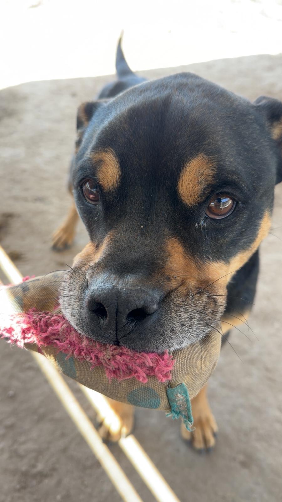 Enlarge Chunky, an adoptable American Staffordshire Terrier in Fallon, NV image 6/6