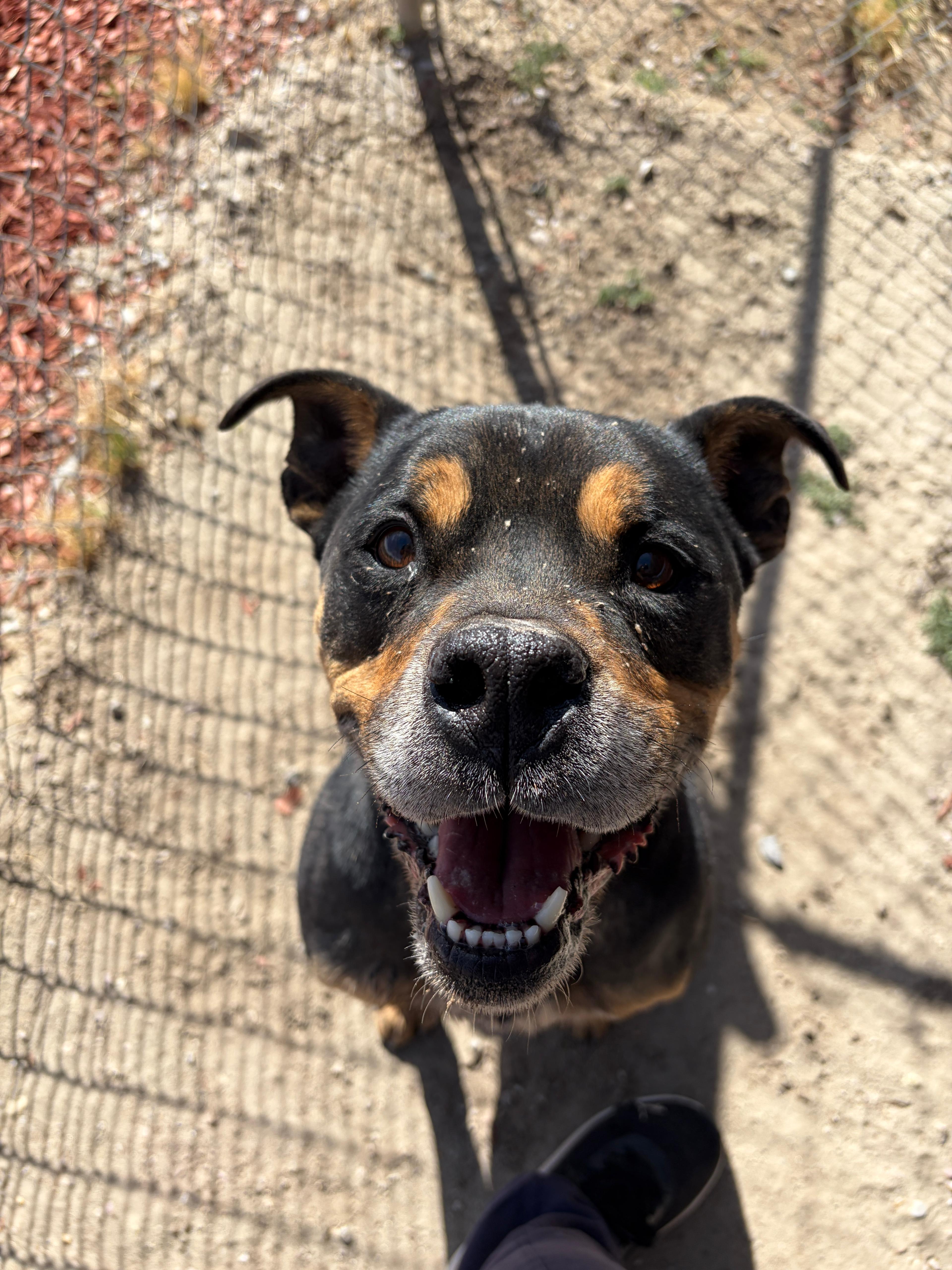 Enlarge Chunky, an adoptable American Staffordshire Terrier in Fallon, NV image 1/6
