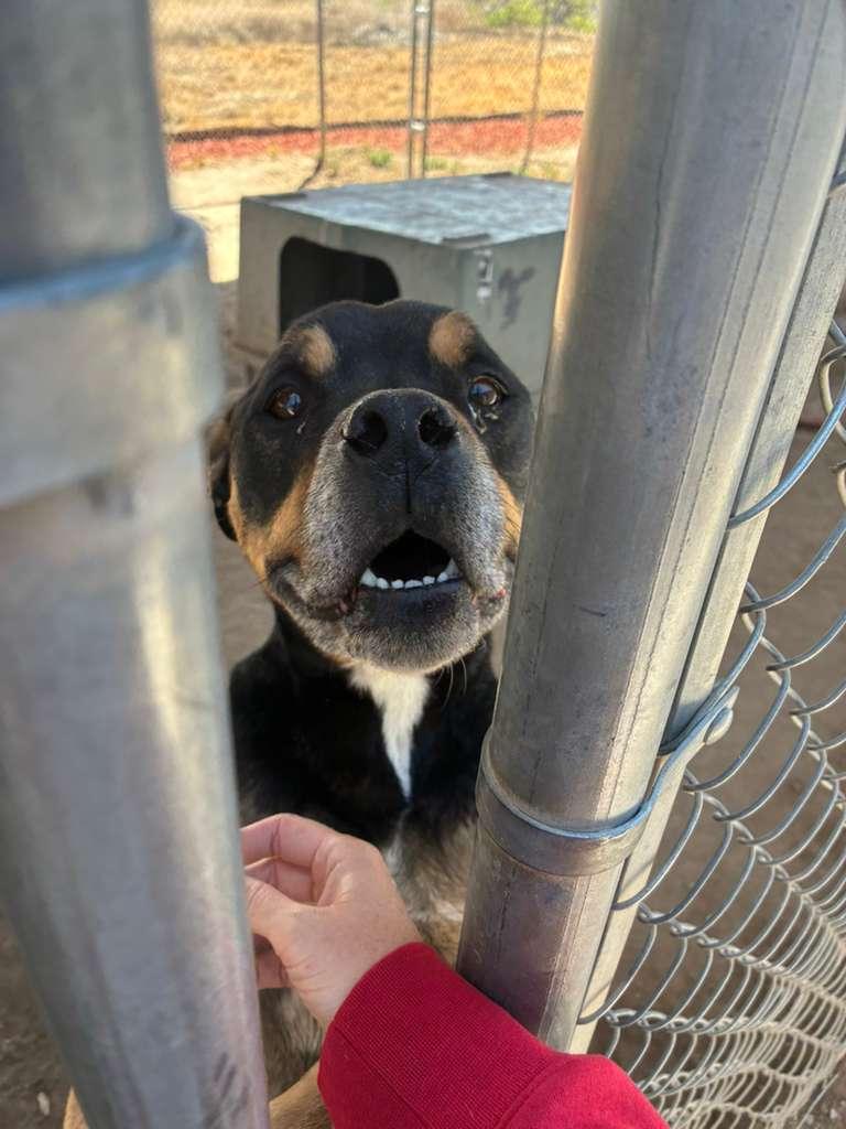 Enlarge Chunky, an adoptable American Staffordshire Terrier in Fallon, NV image 5/6