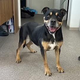 Chunky, a Adoptable American Staffordshire Terrier in Fallon, NV image 1/2