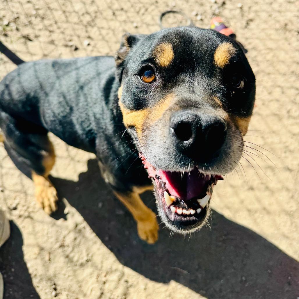 Chunky, a Adoptable American Staffordshire Terrier in Fallon, NV image 2/2