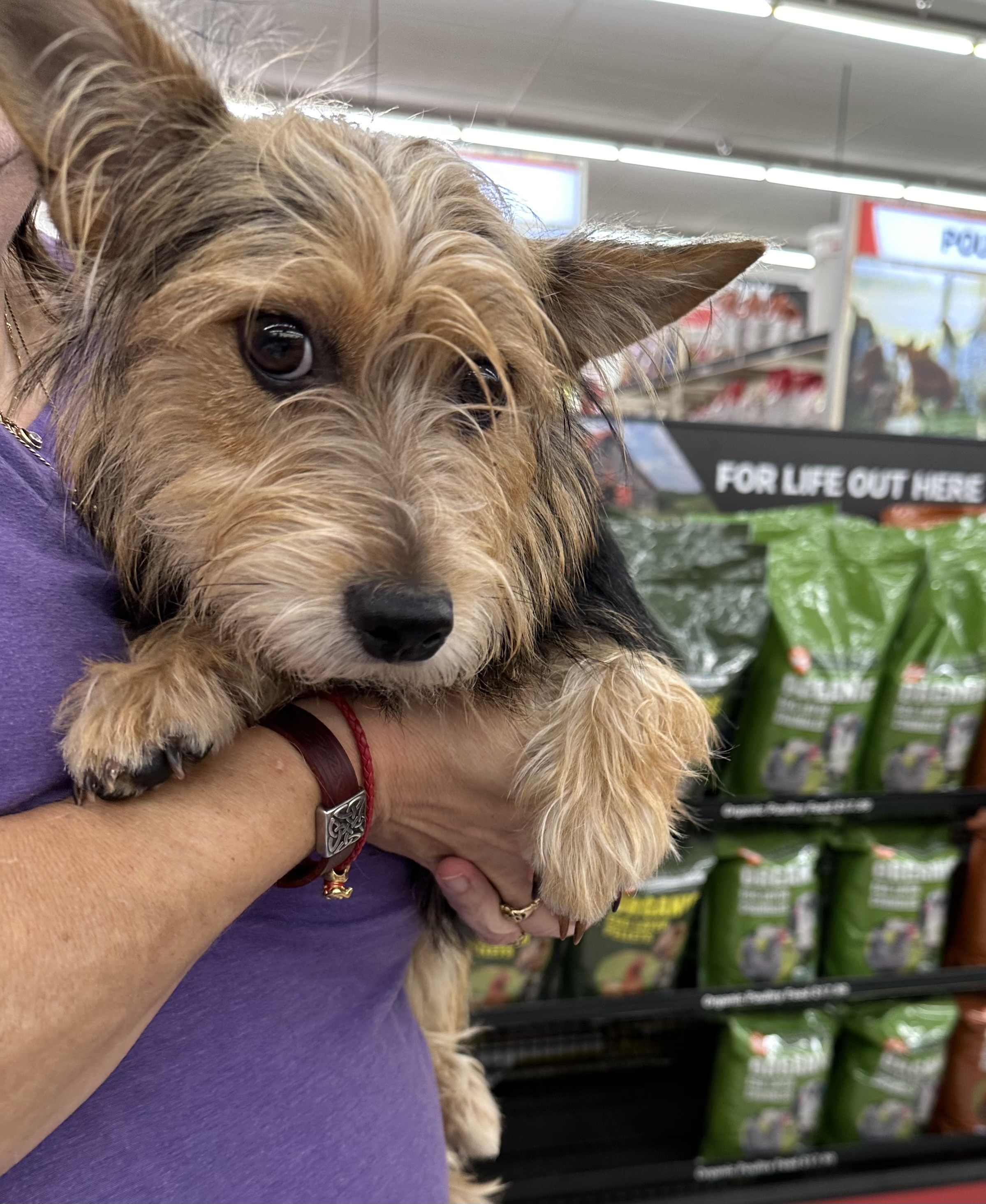 Dog for adoption Sophia, a Yorkshire Terrier in Lacona, NY Petfinder