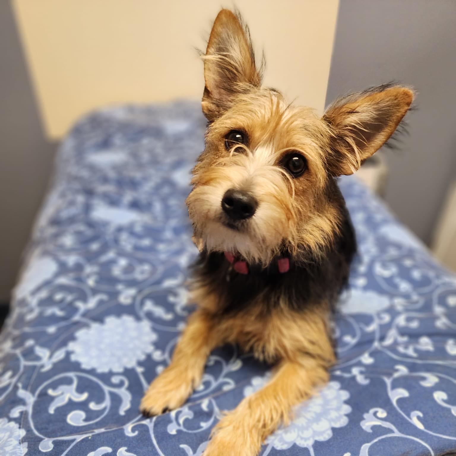 Dog for adoption Sophia, a Yorkshire Terrier in Lacona, NY Petfinder