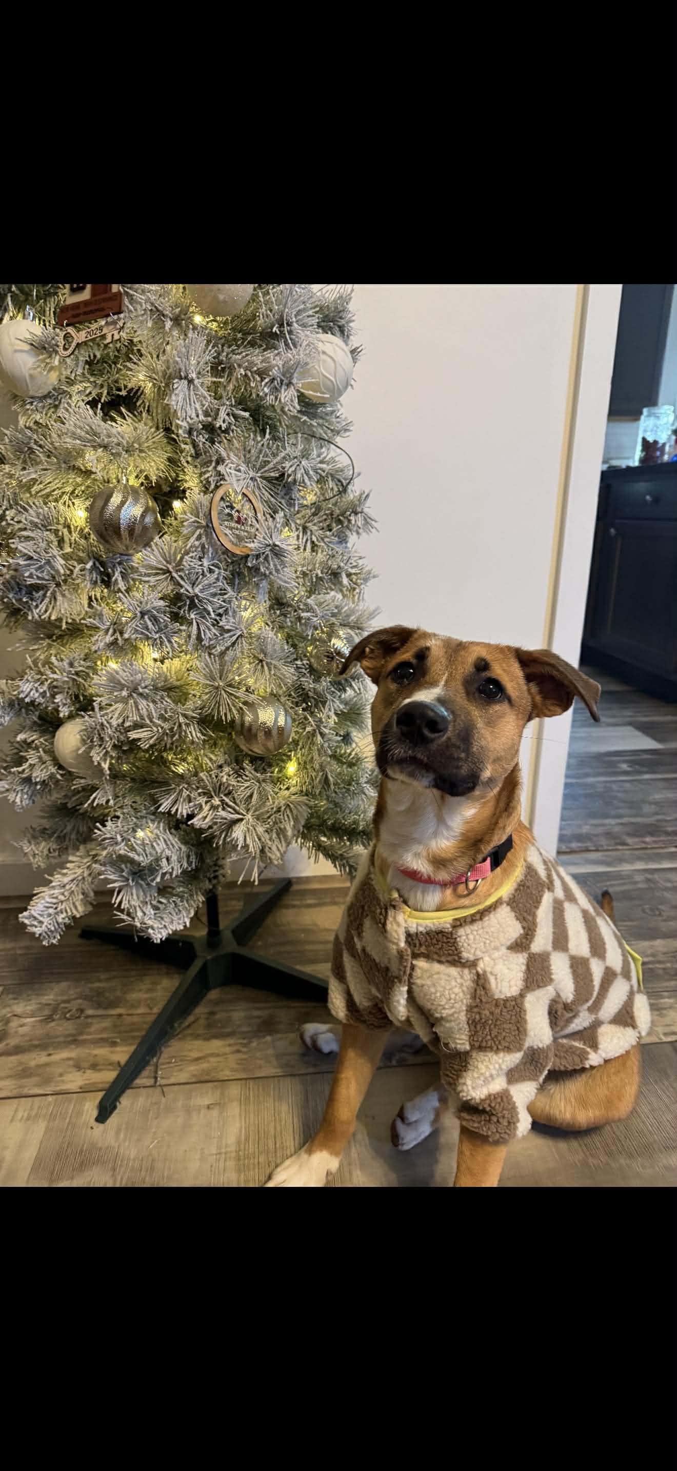 Enlarge Mae - In Foster, a ADOPTABLE mixed breed in Kalamazoo, MI image 2/2