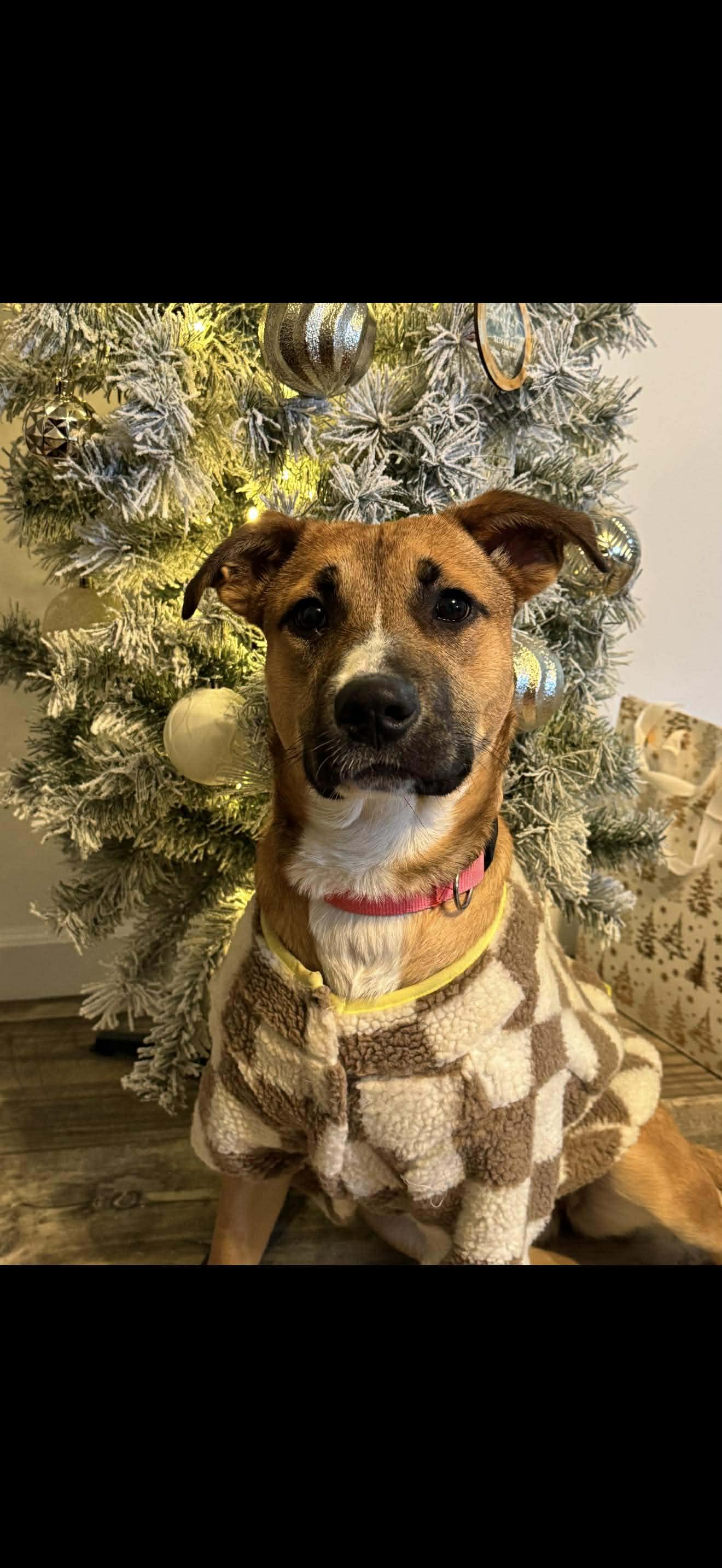 Mae - In Foster, ADOPTABLE, Puppy Female Mountain Cur.