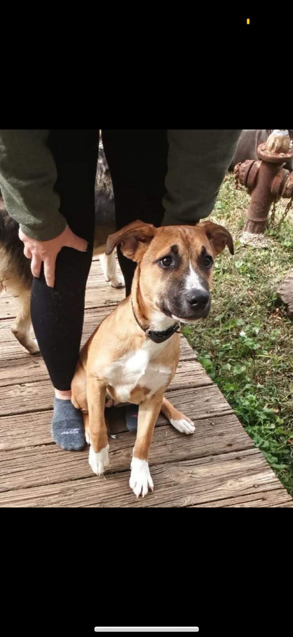 Enlarge Mae, a ADOPTABLE mixed breed in Kalamazoo, MI image 1/1