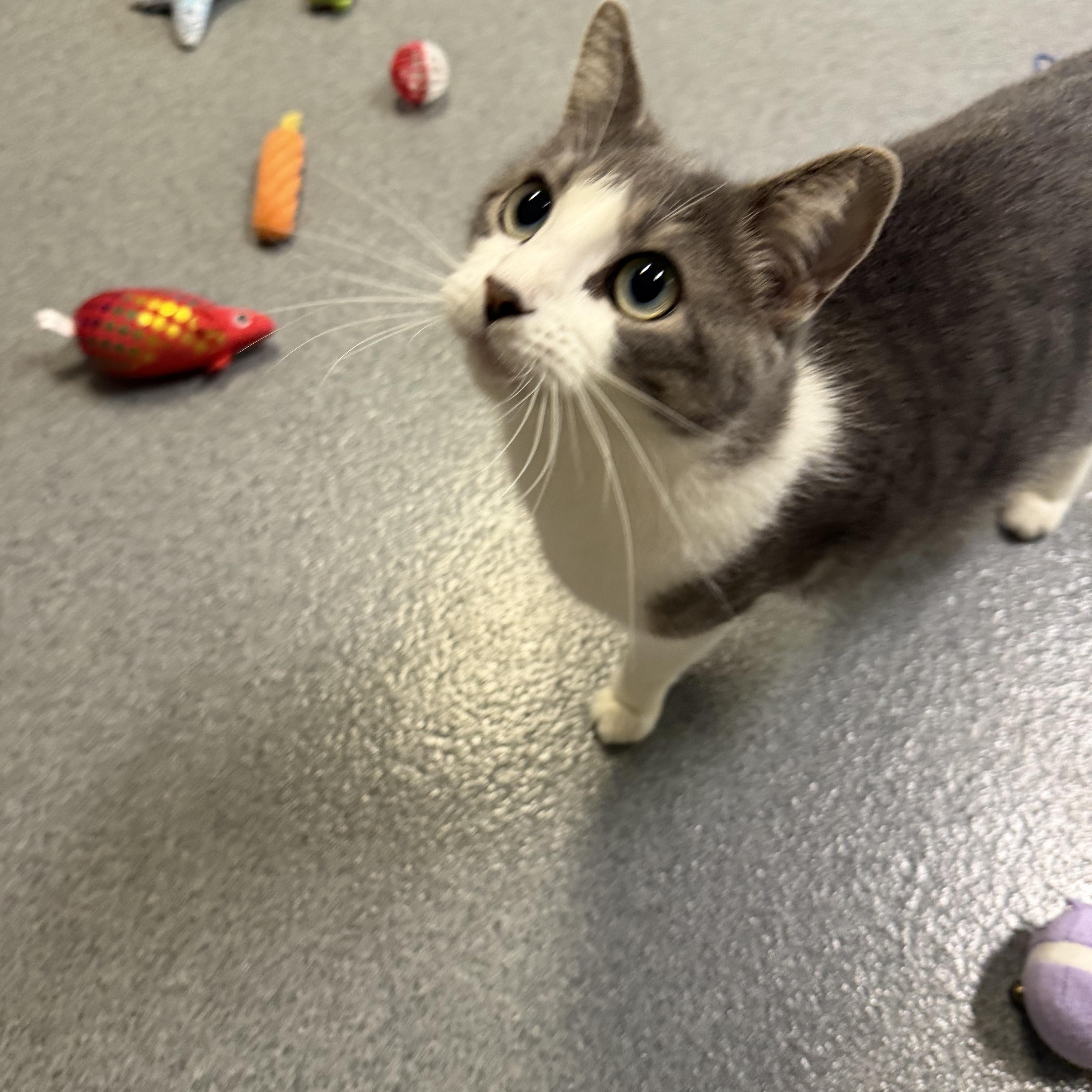 Enlarge Paisley, a Adoptable Domestic Short Hair in Chisholm, MN image 3/3
