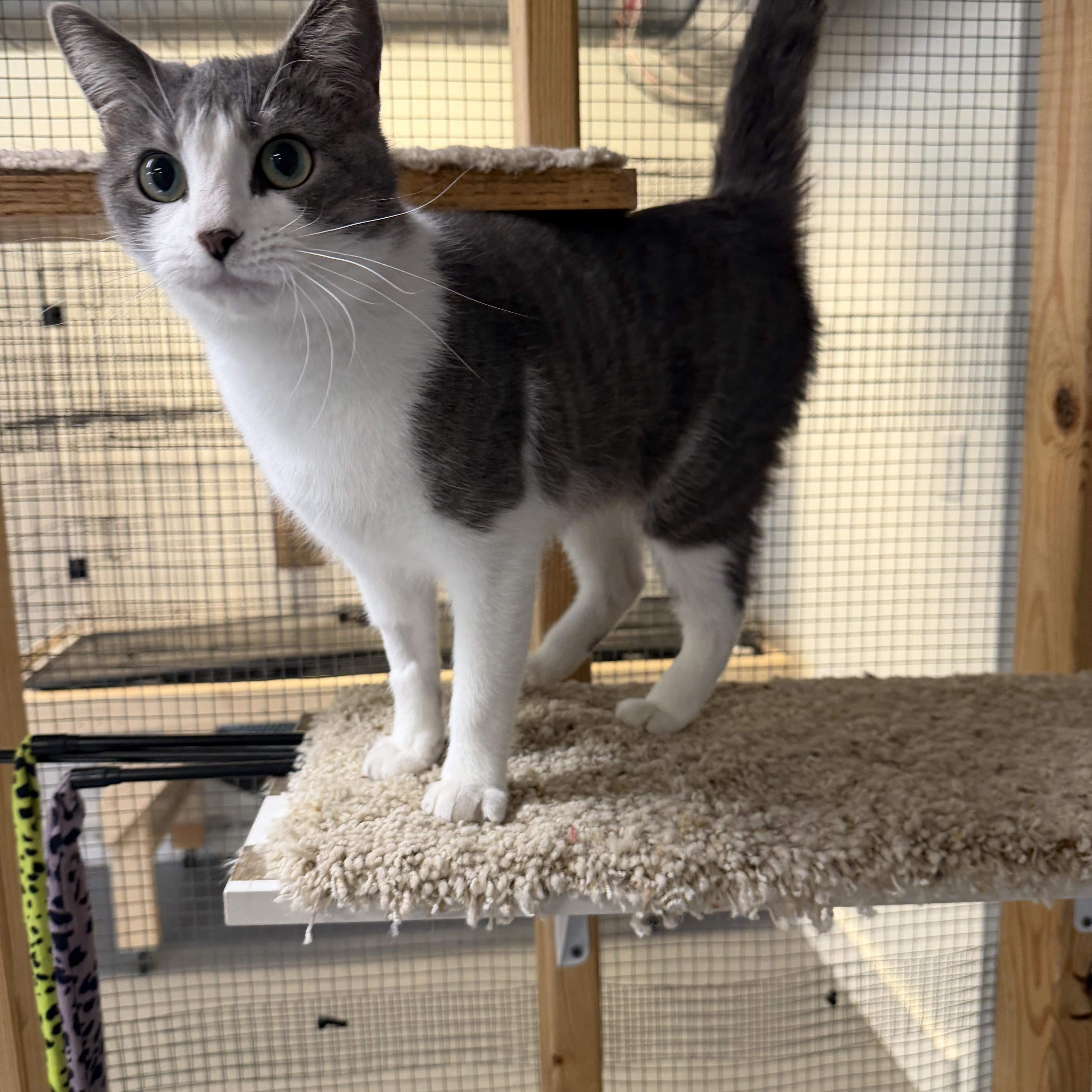 Enlarge Paisley, a Adoptable Domestic Short Hair in Chisholm, MN image 2/3