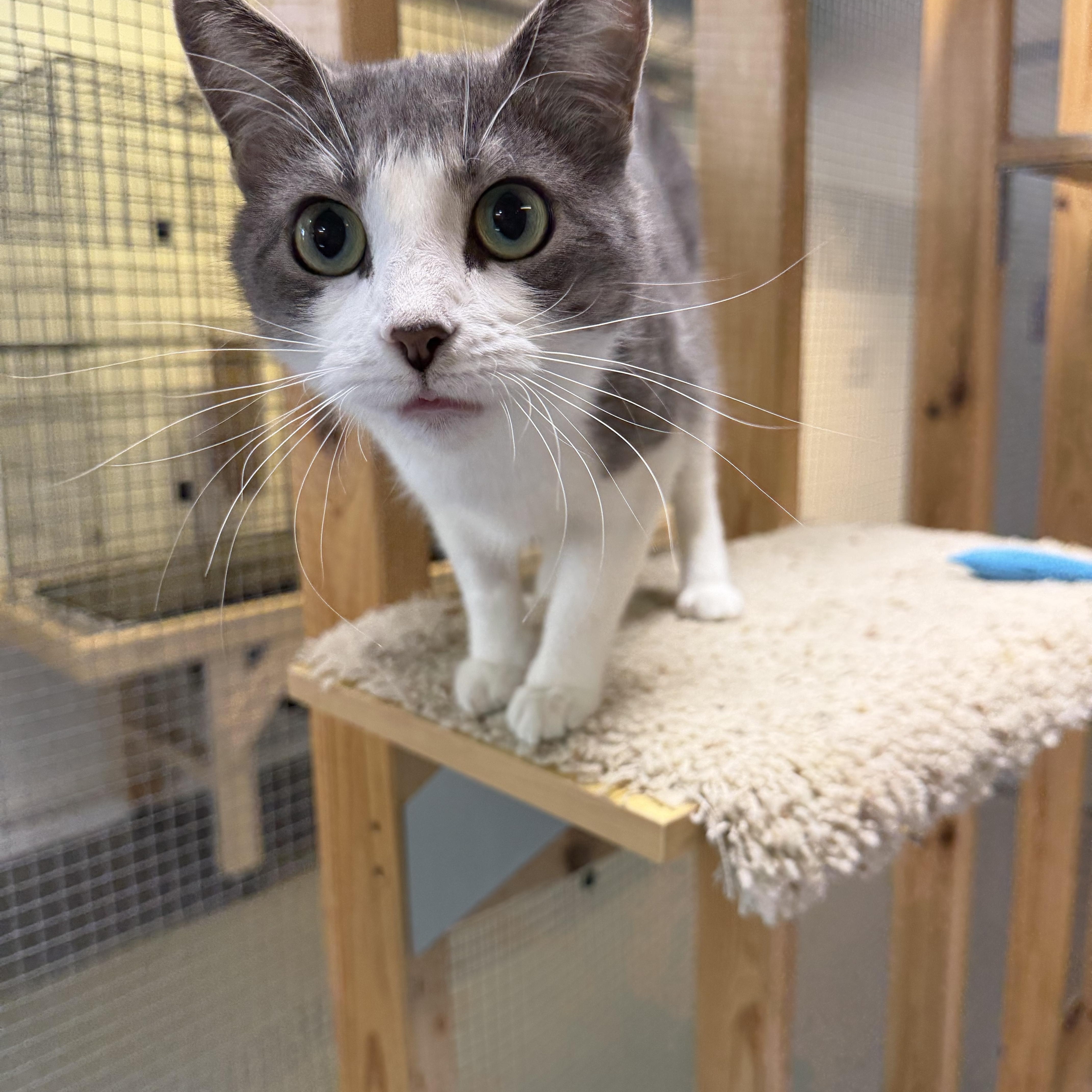 Enlarge Paisley, a Adoptable Domestic Short Hair in Chisholm, MN image 1/3