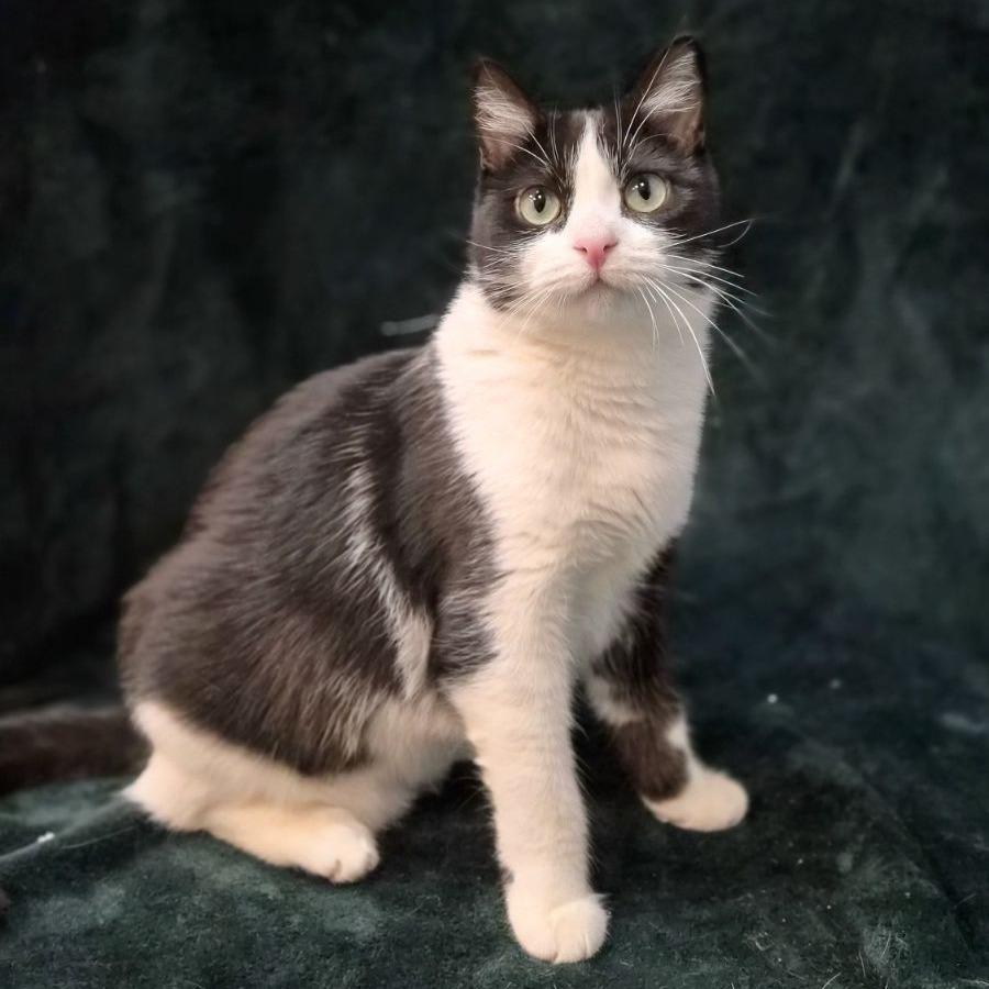 Robin, Adoptable, Adult Female Domestic Short Hair.