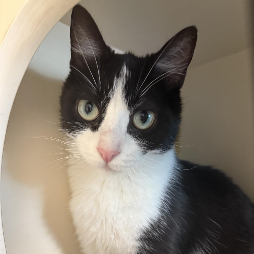 Robin, a Adoptable Domestic Short Hair in South Elgin, IL image 2/6