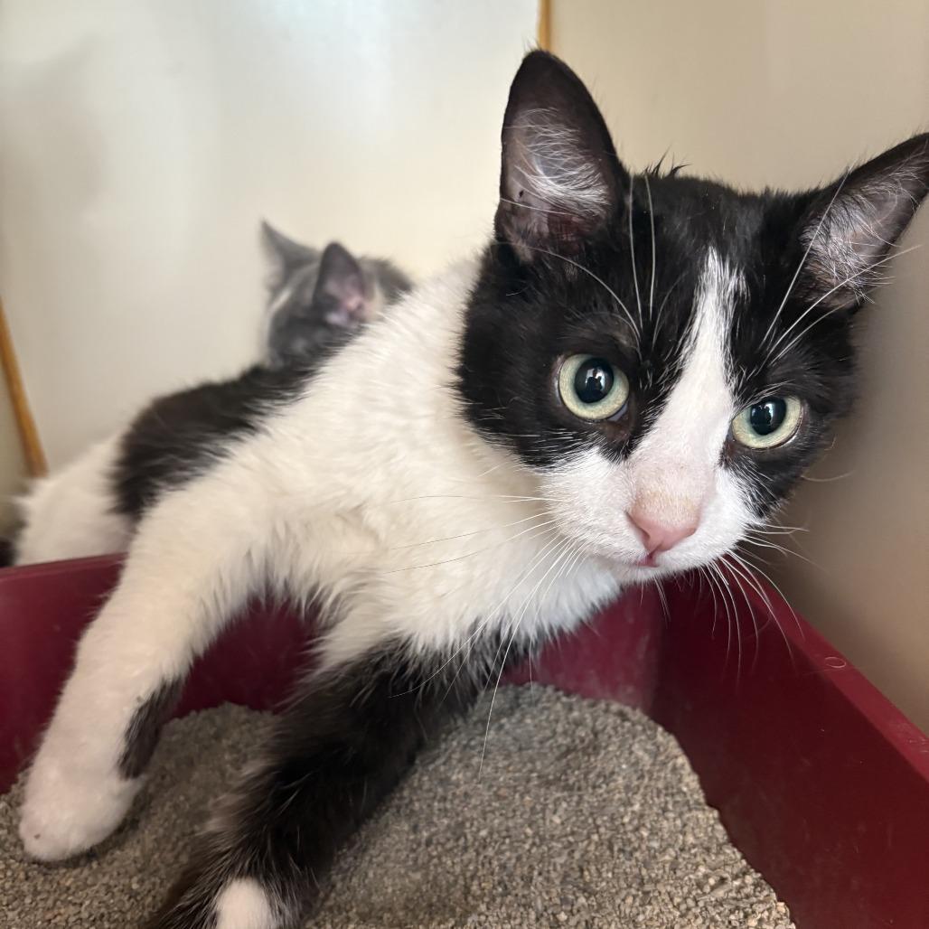 Robin, a Adoptable Domestic Short Hair in South Elgin, IL image 3/6