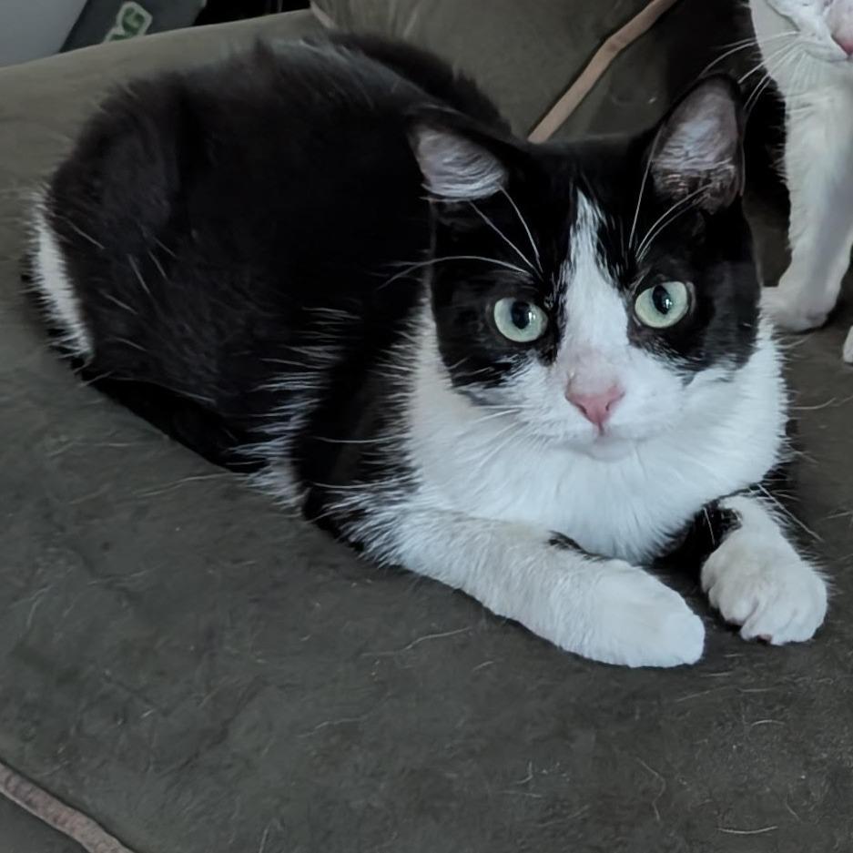 Robin, a Adoptable Domestic Short Hair in South Elgin, IL image 4/6