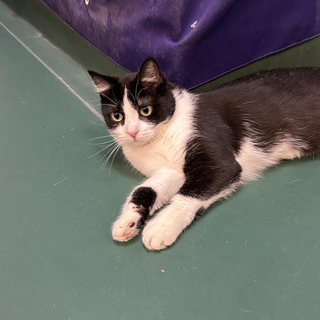 Robin, a Adoptable Domestic Short Hair in South Elgin, IL image 5/6