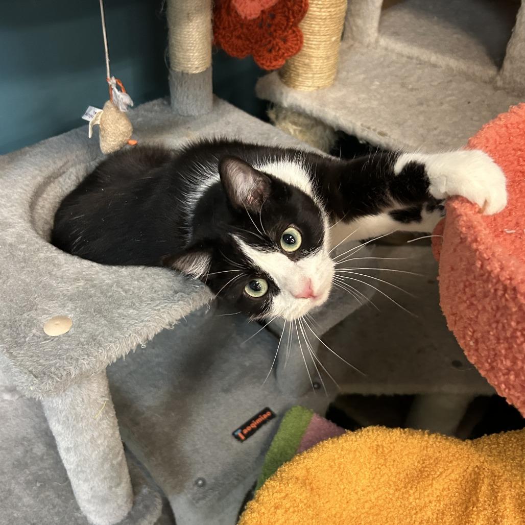 Robin, a Adoptable Domestic Short Hair in South Elgin, IL image 6/6