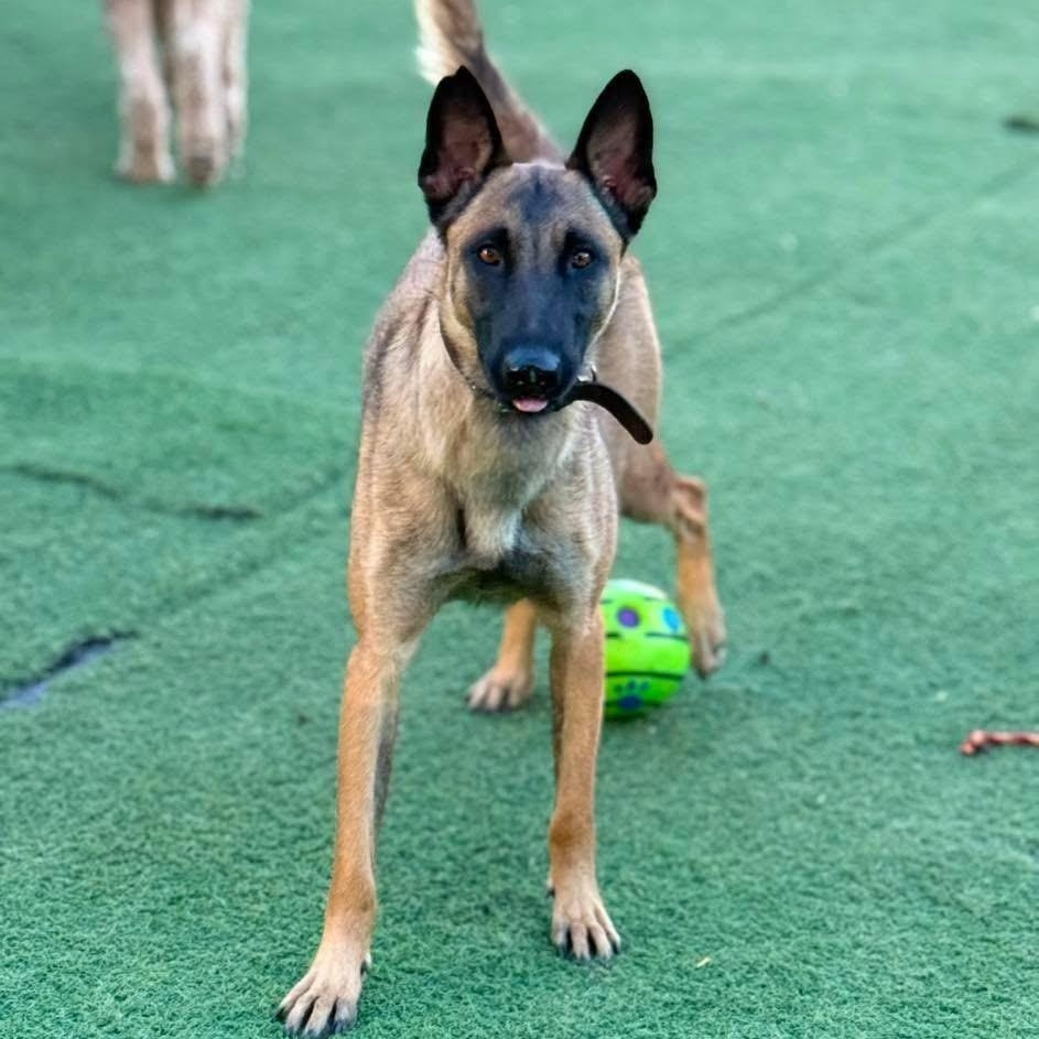 Dali, Adopted, Young Female Belgian Shepherd / Malinois.