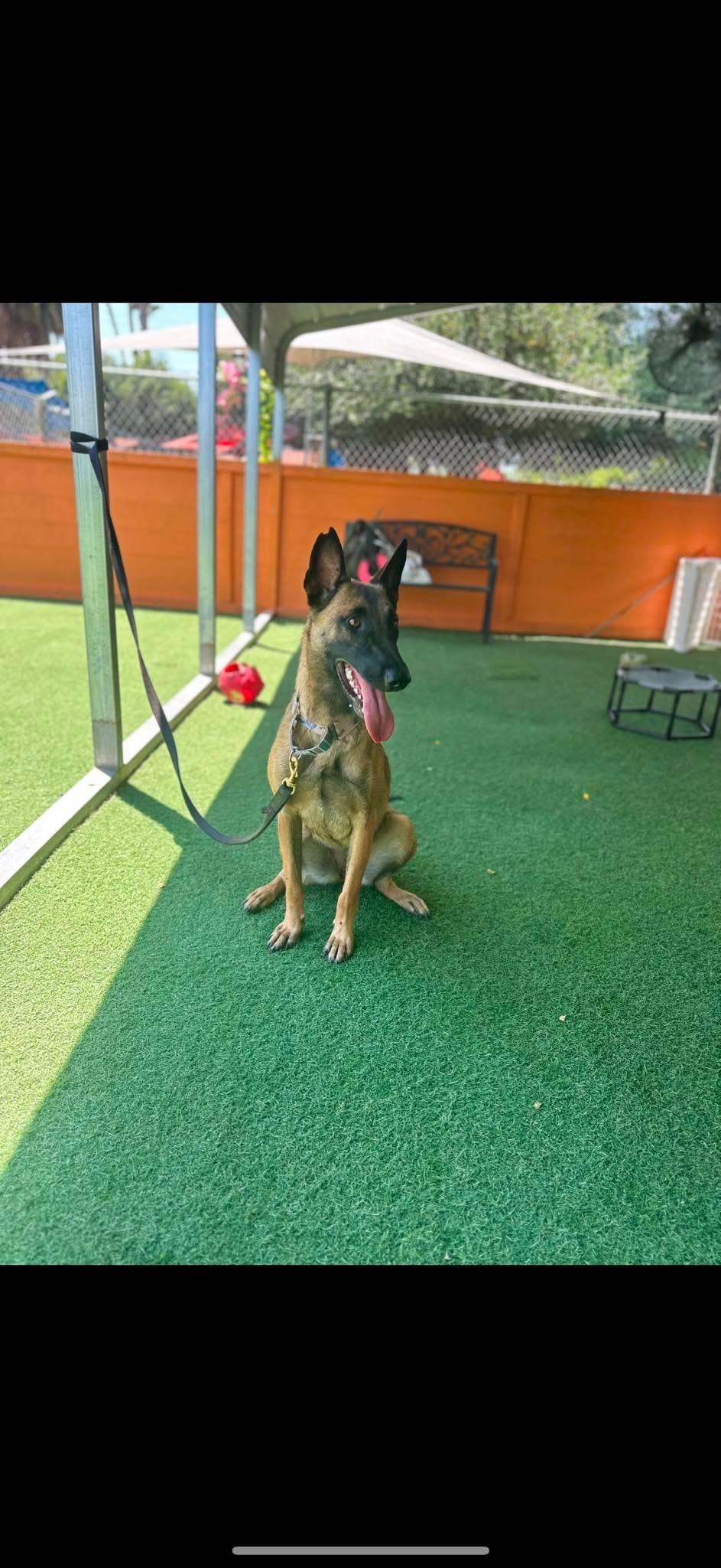 Dali, a Adopted Belgian Shepherd / Malinois in Camarillo, CA image 2/3