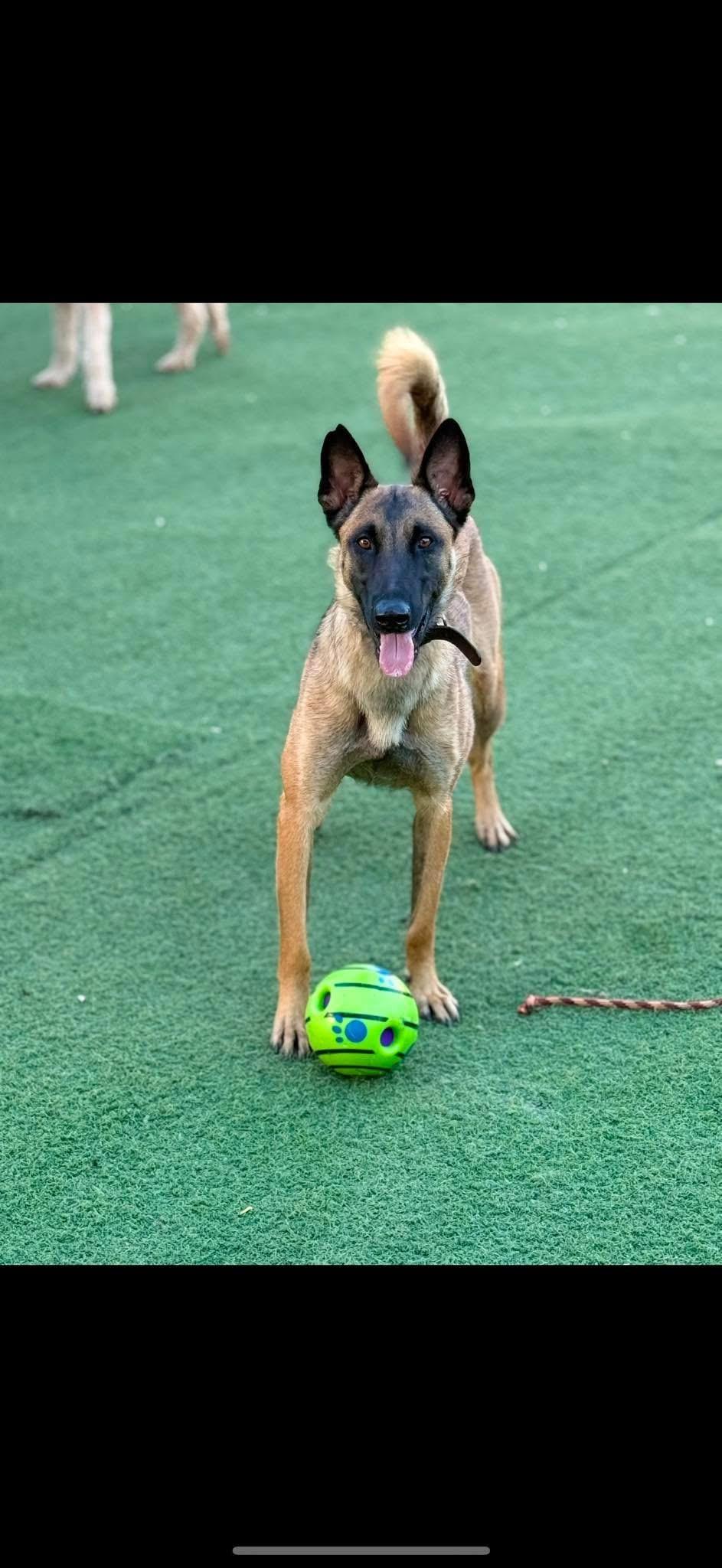 Dali, a Adopted Belgian Shepherd / Malinois in Camarillo, CA image 3/3
