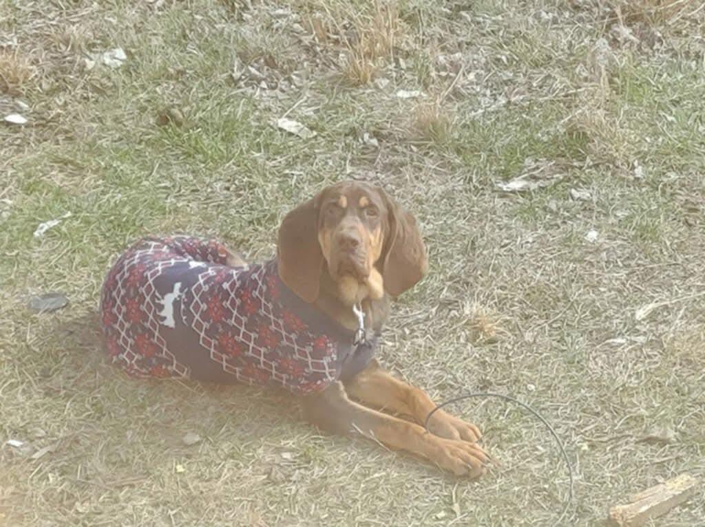 Guildy (Courtesy Post) , ADOPTABLE, Adult Male Hound.