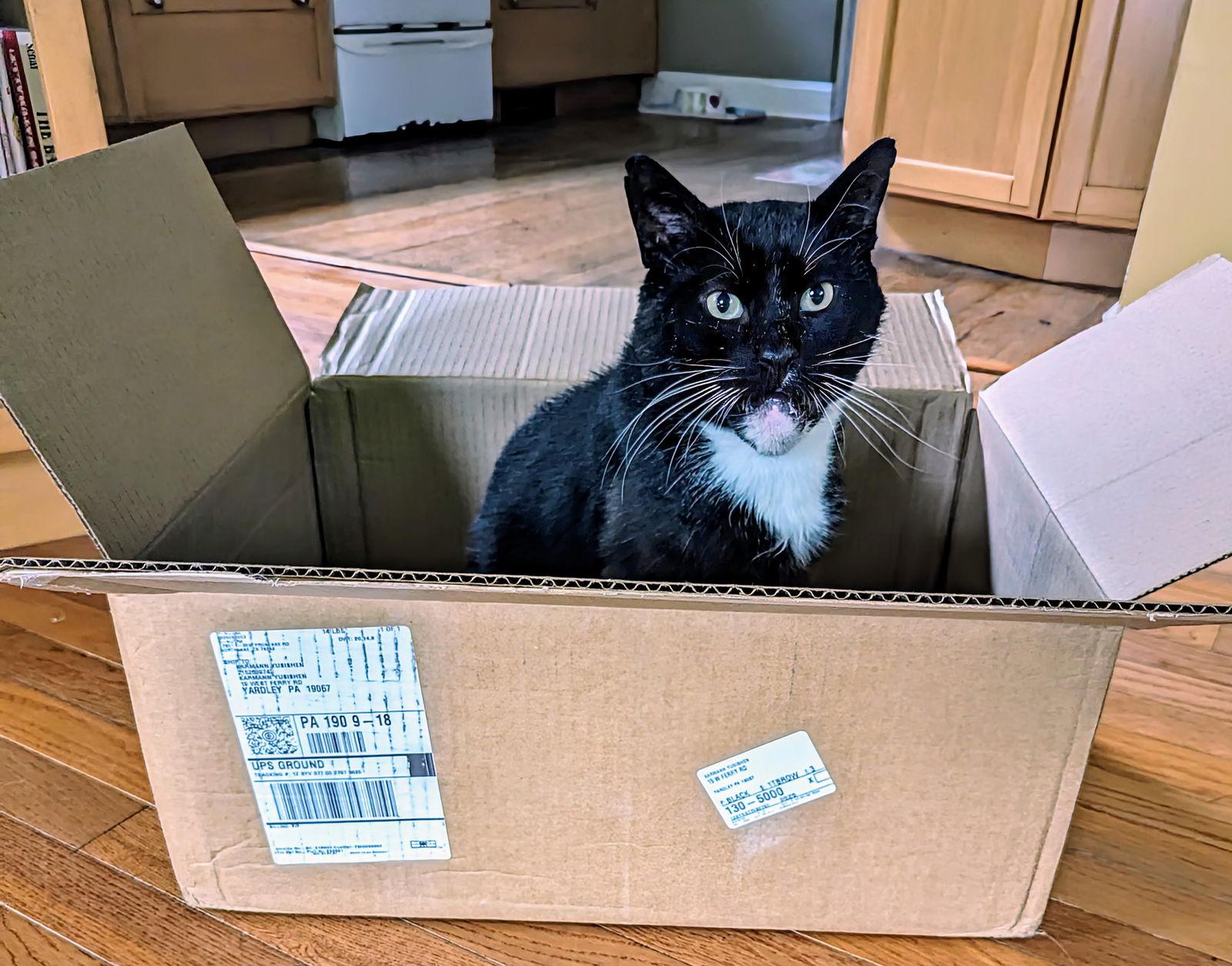 Fred Gwynne, Adoptable, Adult Male Domestic Short Hair.