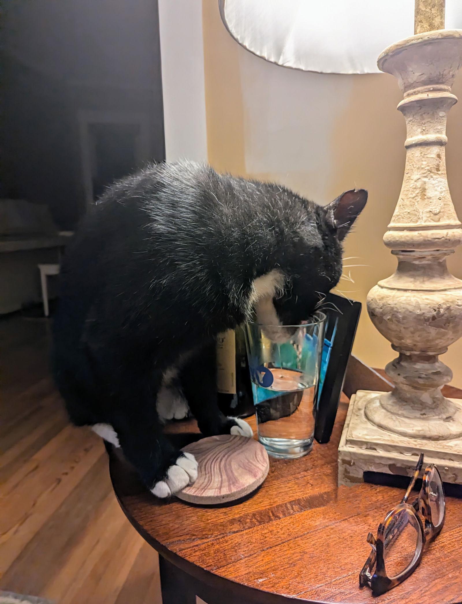 Fred Gwynne, a Adoptable Domestic Short Hair in Trenton, NJ image 2/3