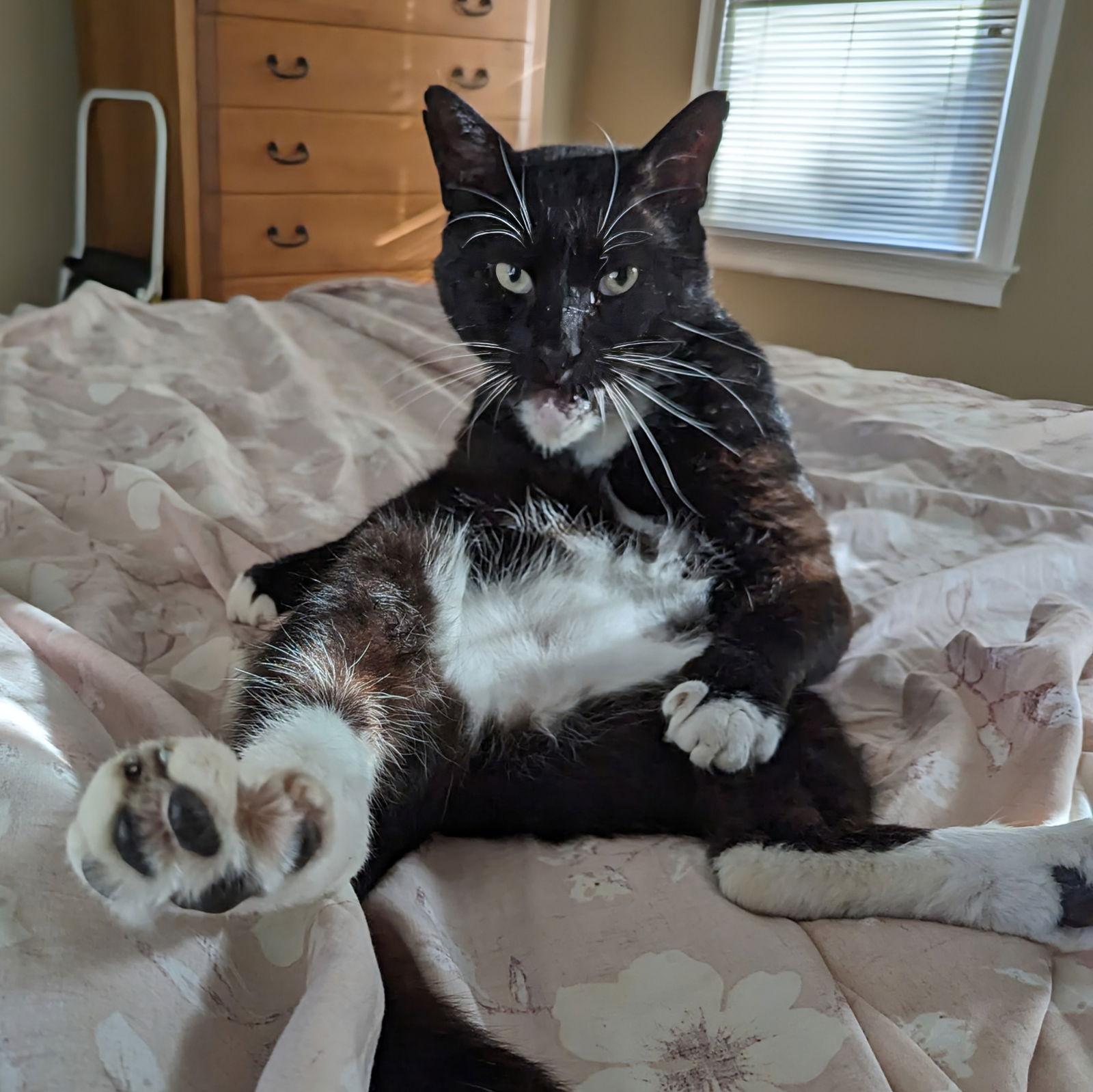 Fred Gwynne, a Adoptable Domestic Short Hair in Trenton, NJ image 3/3