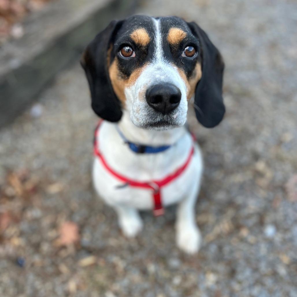 Elvis, Adoptable, Adult Male Beagle.