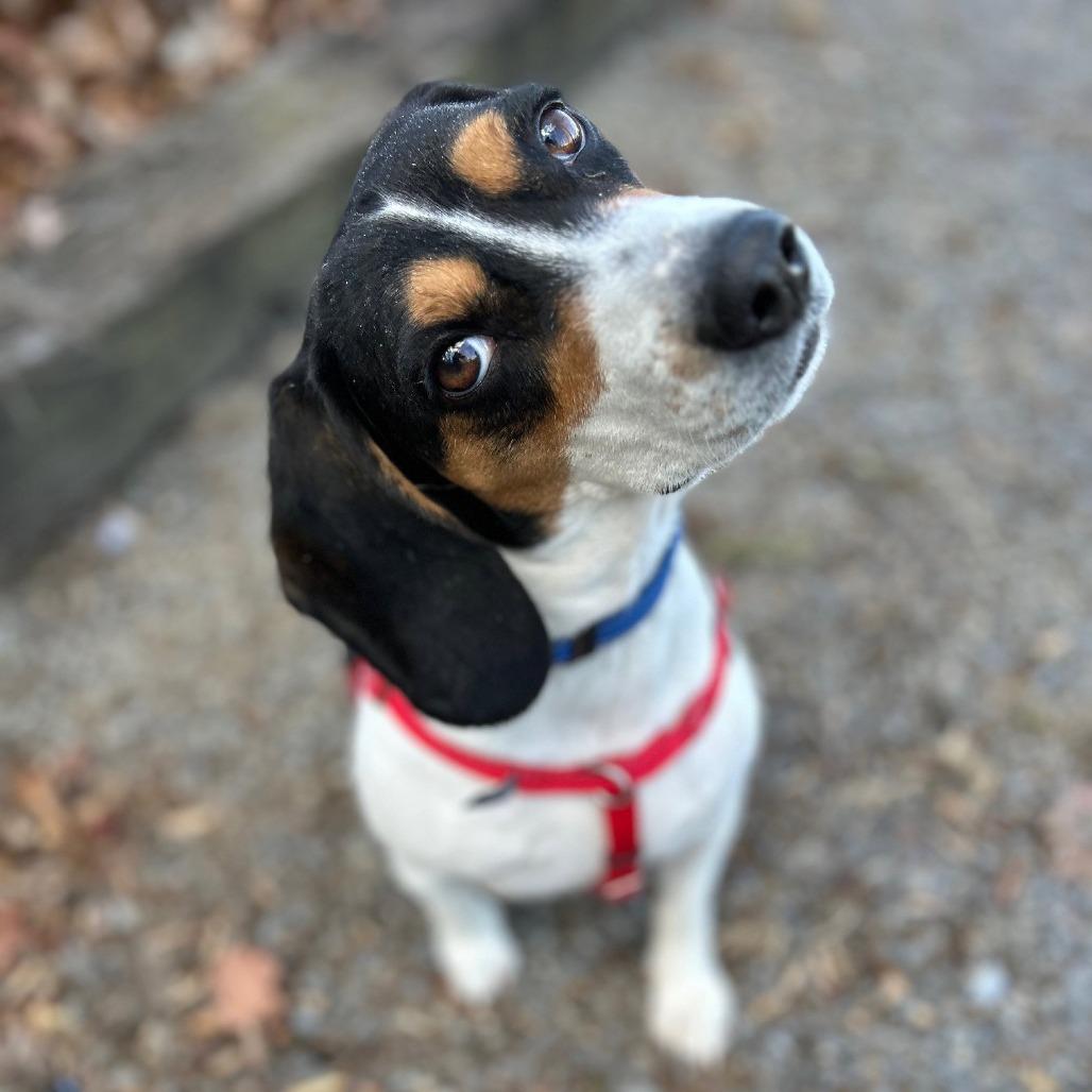 Enlarge Elvis, a Adoptable Beagle in Berkeley Springs, WV image 2/2