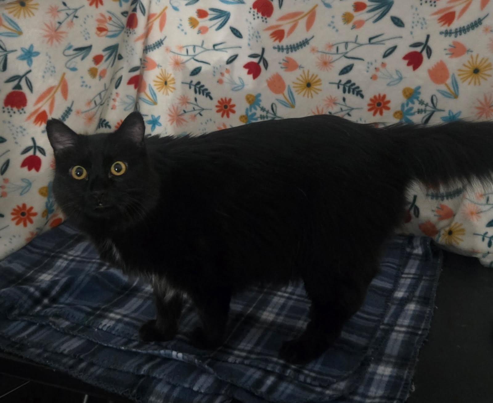 Prince, a ADOPTABLE Domestic Long Hair in Sierra Vista, AZ image 2/2